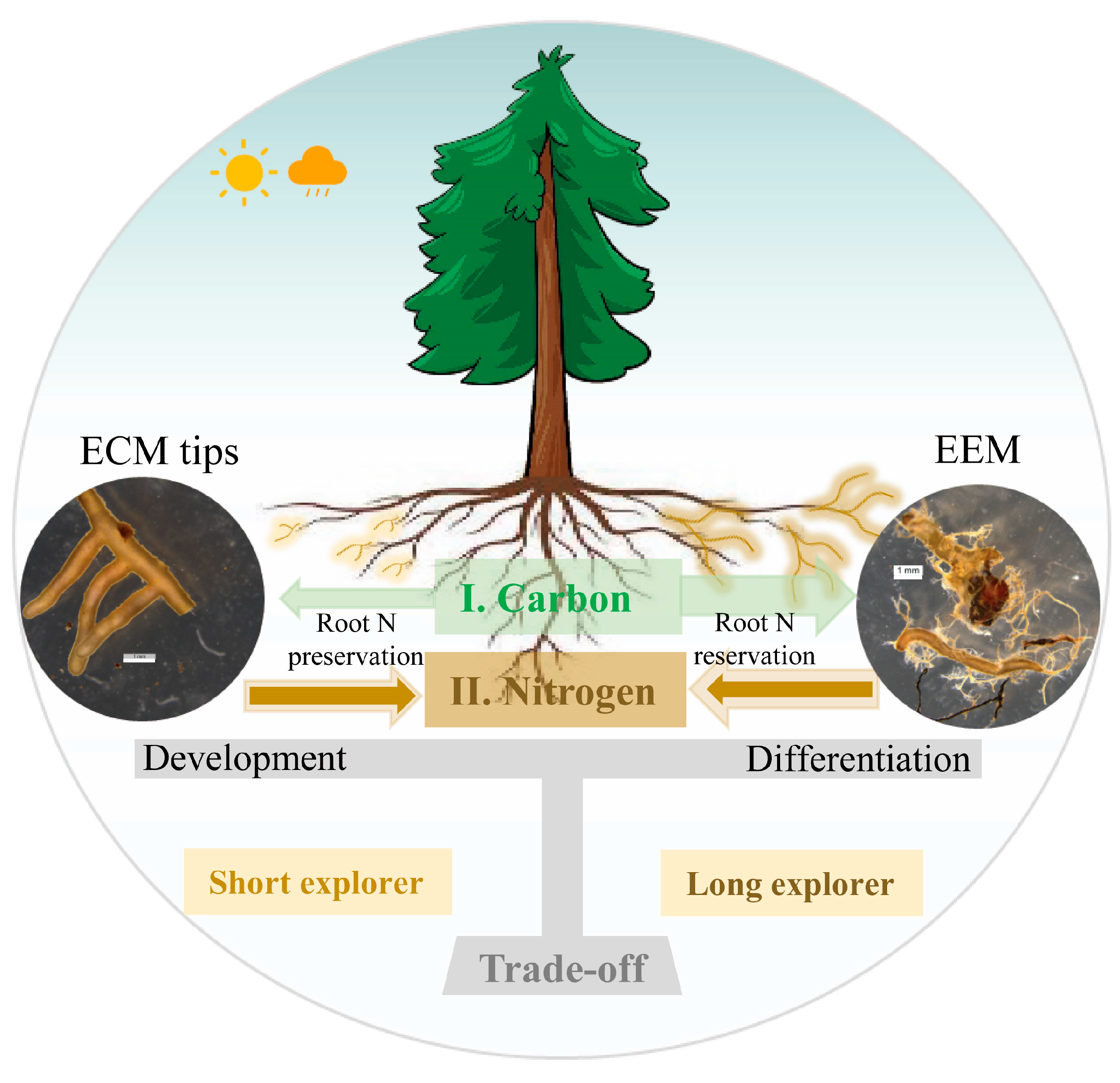 Forests 16 01670 g008 Forests 16 01670 g008