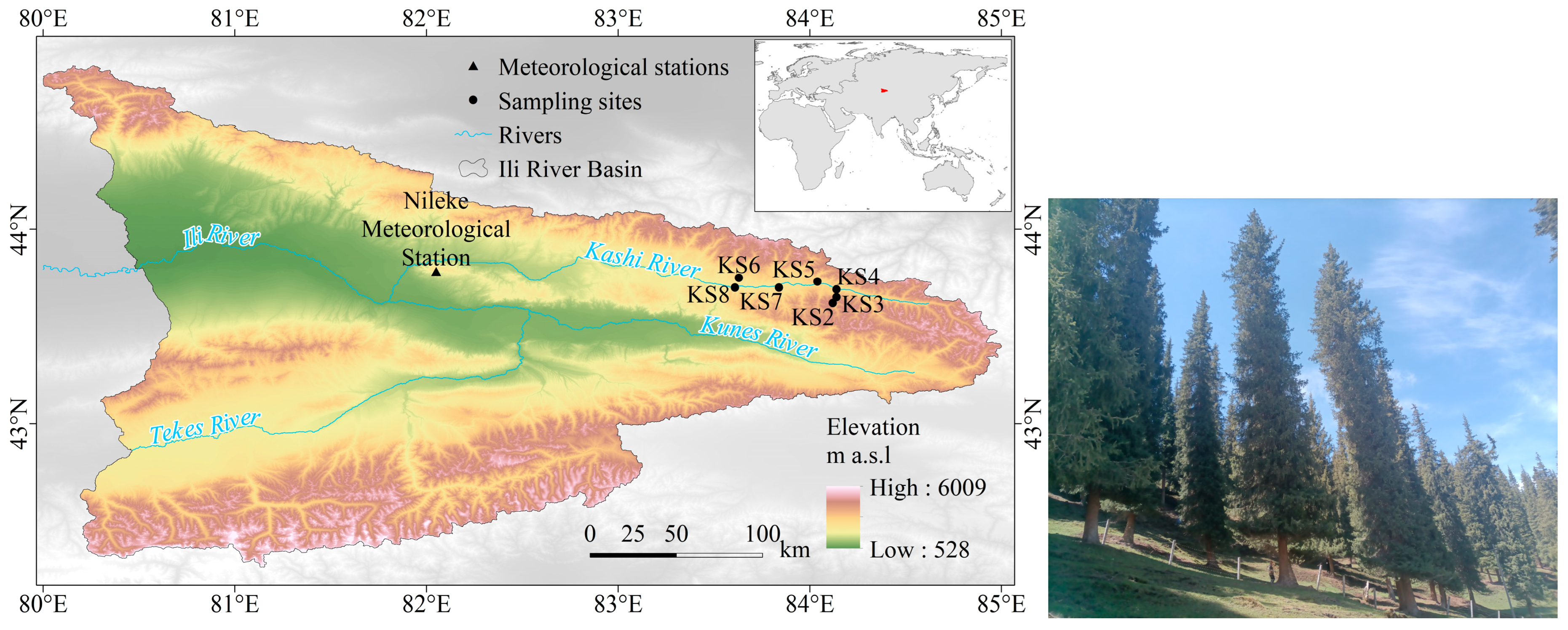 Forests 16 01679 g001 Forests 16 01679 g001