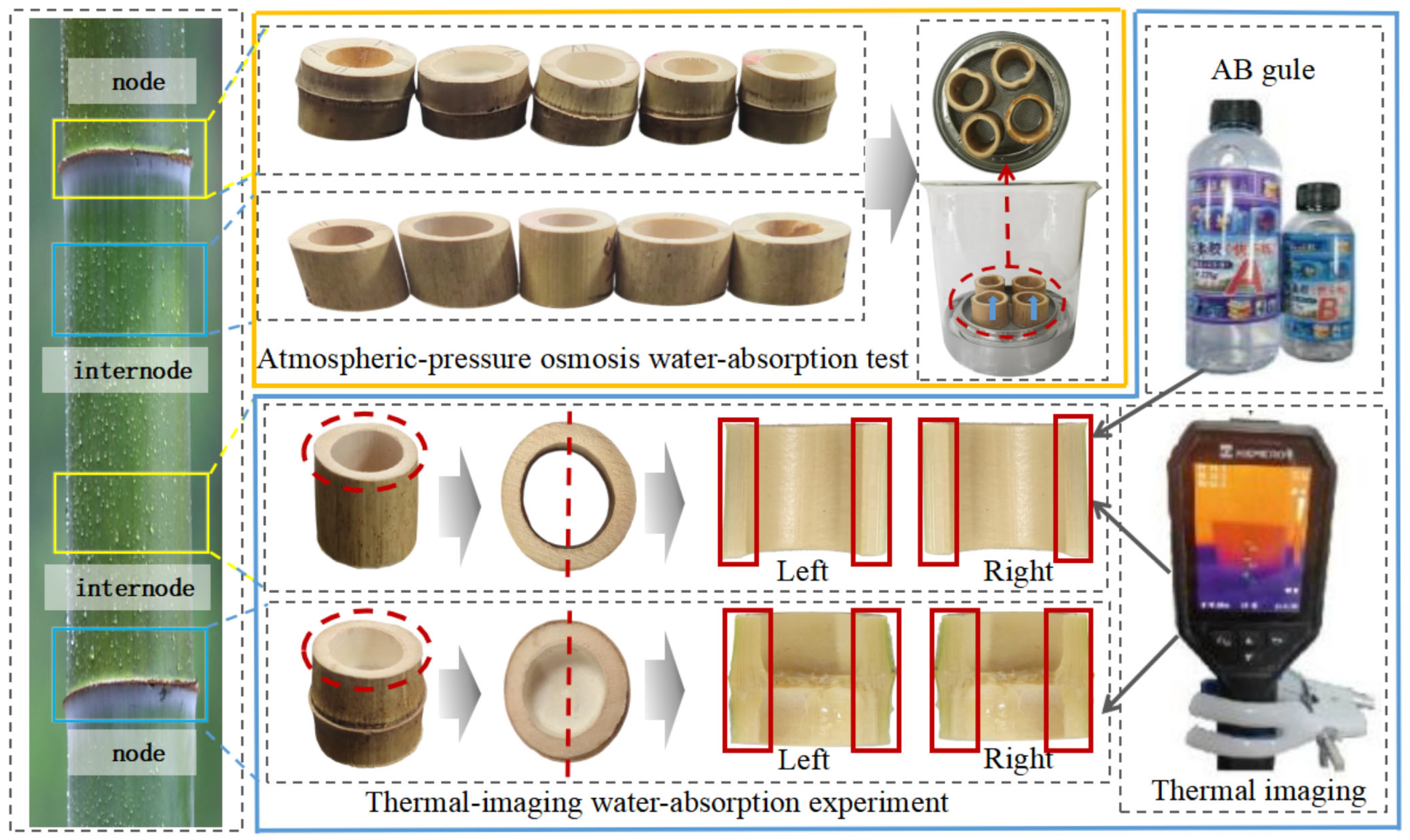 Forests 16 01685 g001 Forests 16 01685 g001