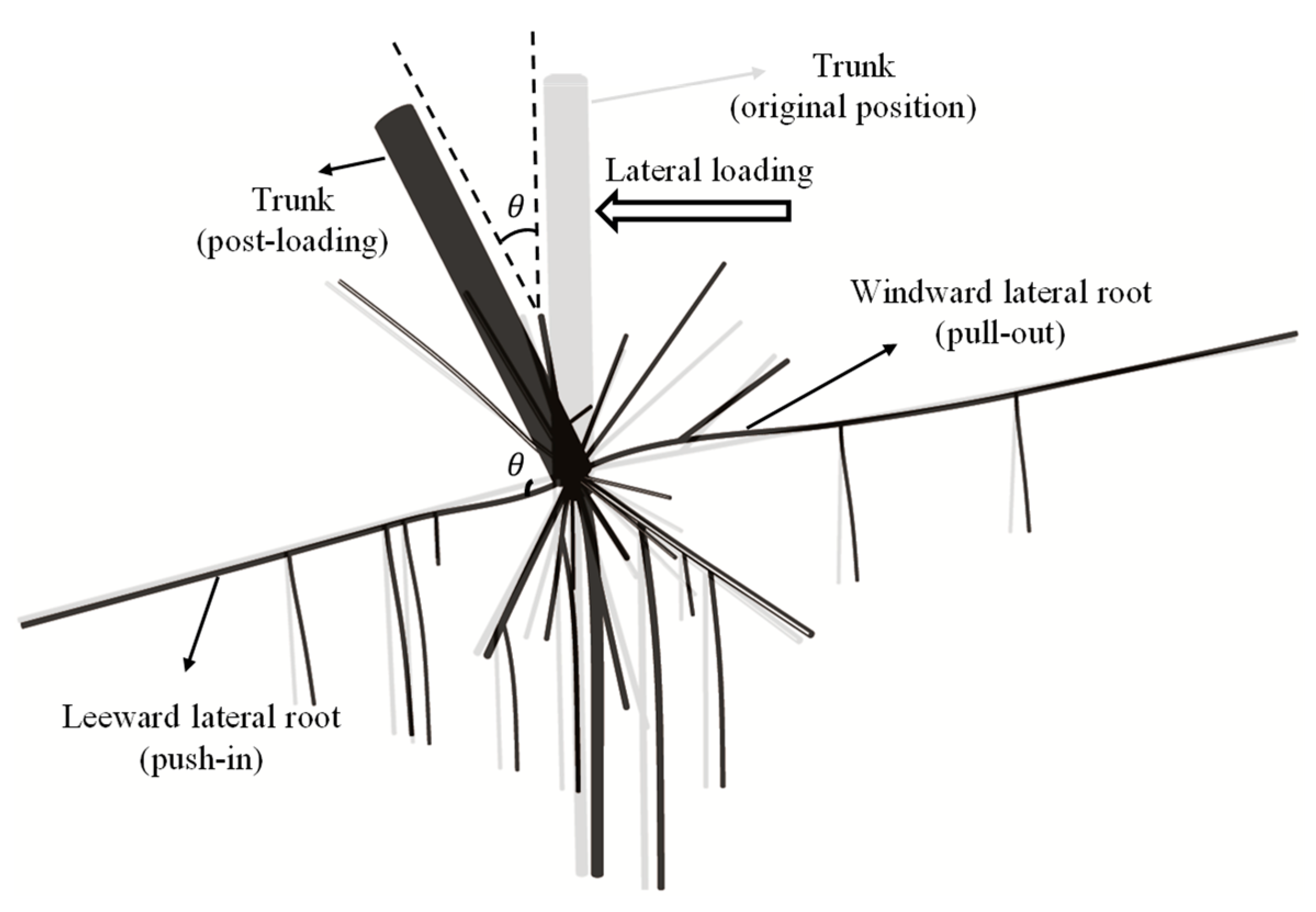 Forests 16 01692 g001 Forests 16 01692 g001