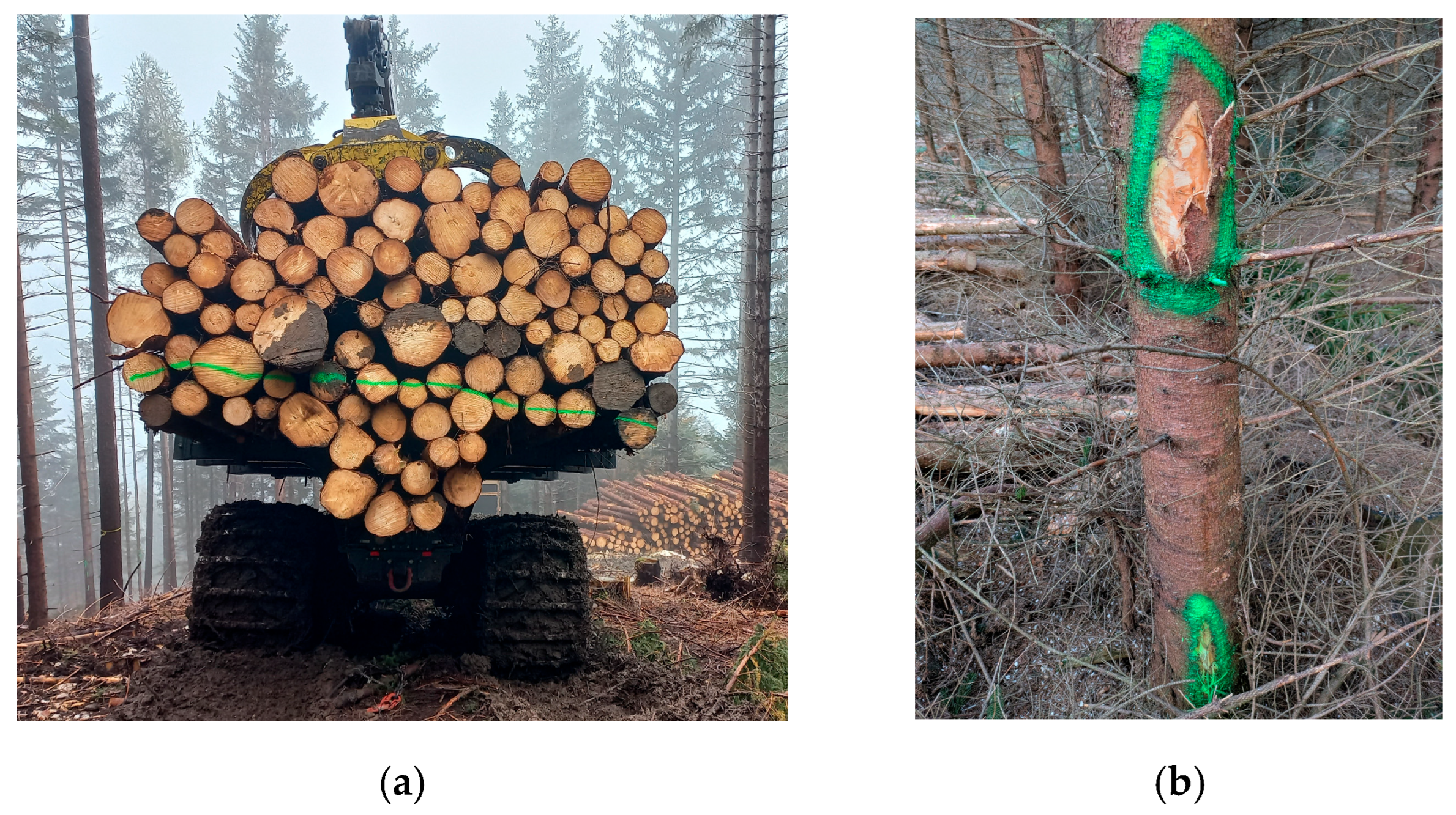 Forests 16 01693 g004