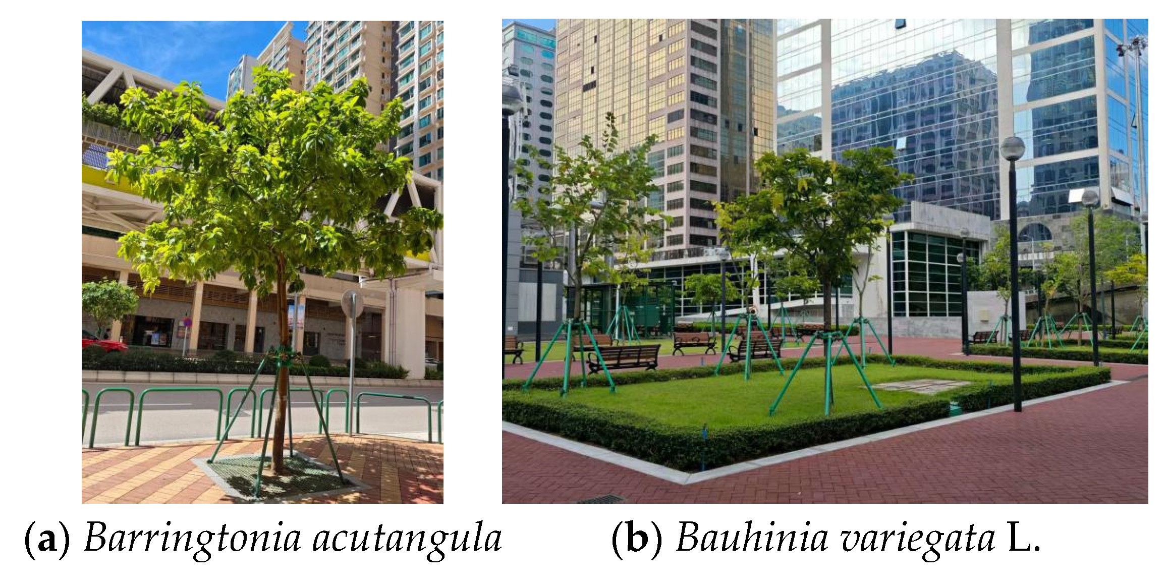 Forests 16 01698 g002