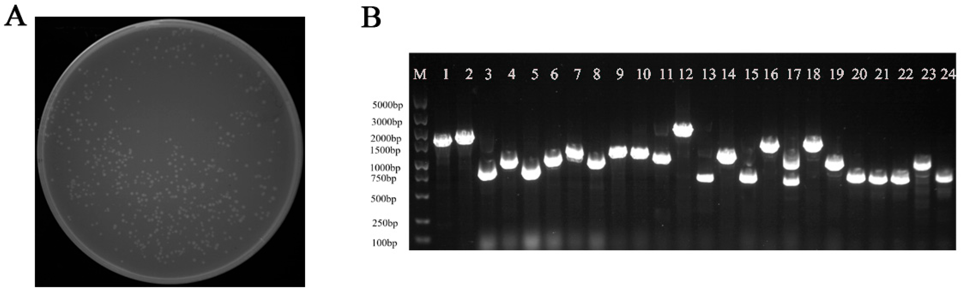 Forests 16 01707 g004 Forests 16 01707 g004