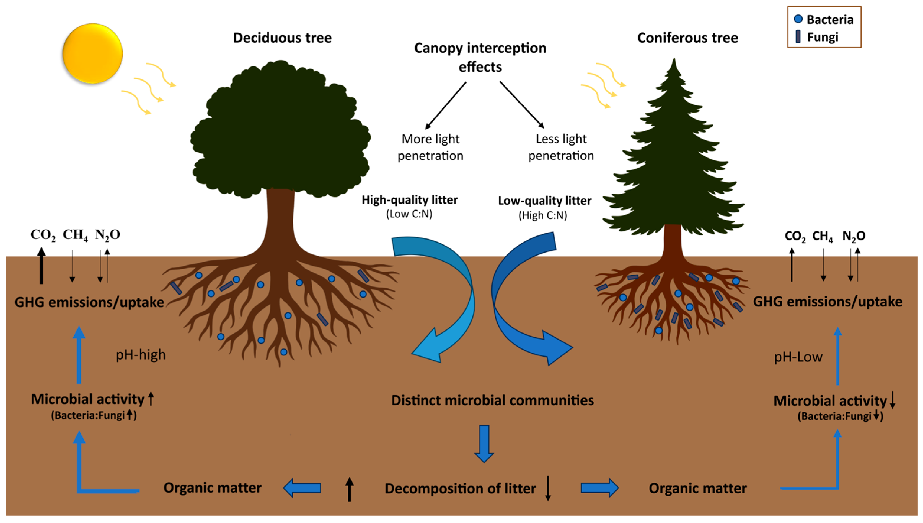 Forests 16 01723 g001
