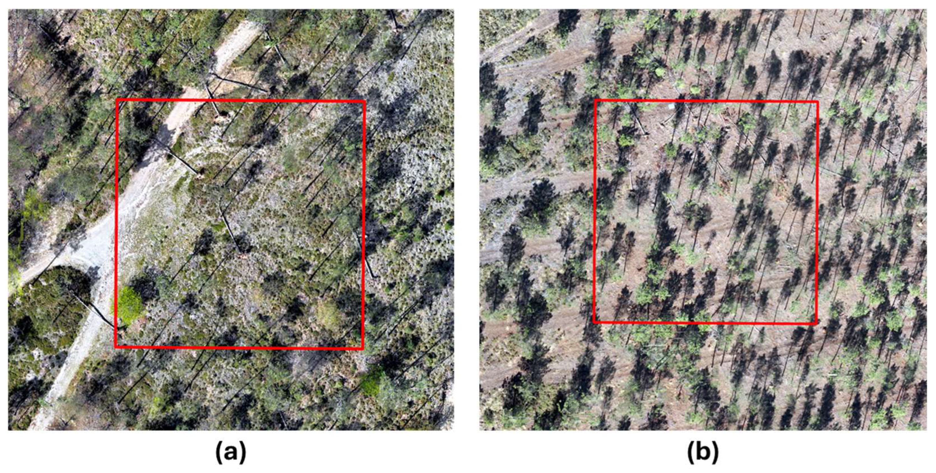Forests 16 01730 g004