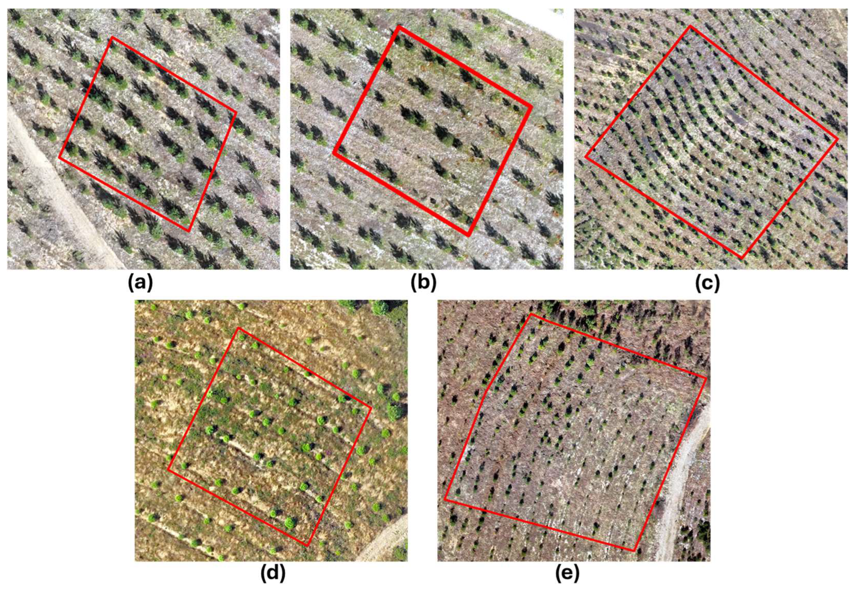 Forests 16 01730 g005