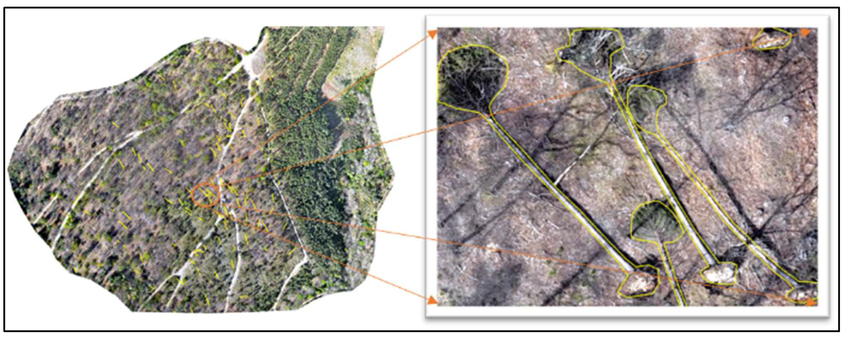 Forests 16 01730 g007