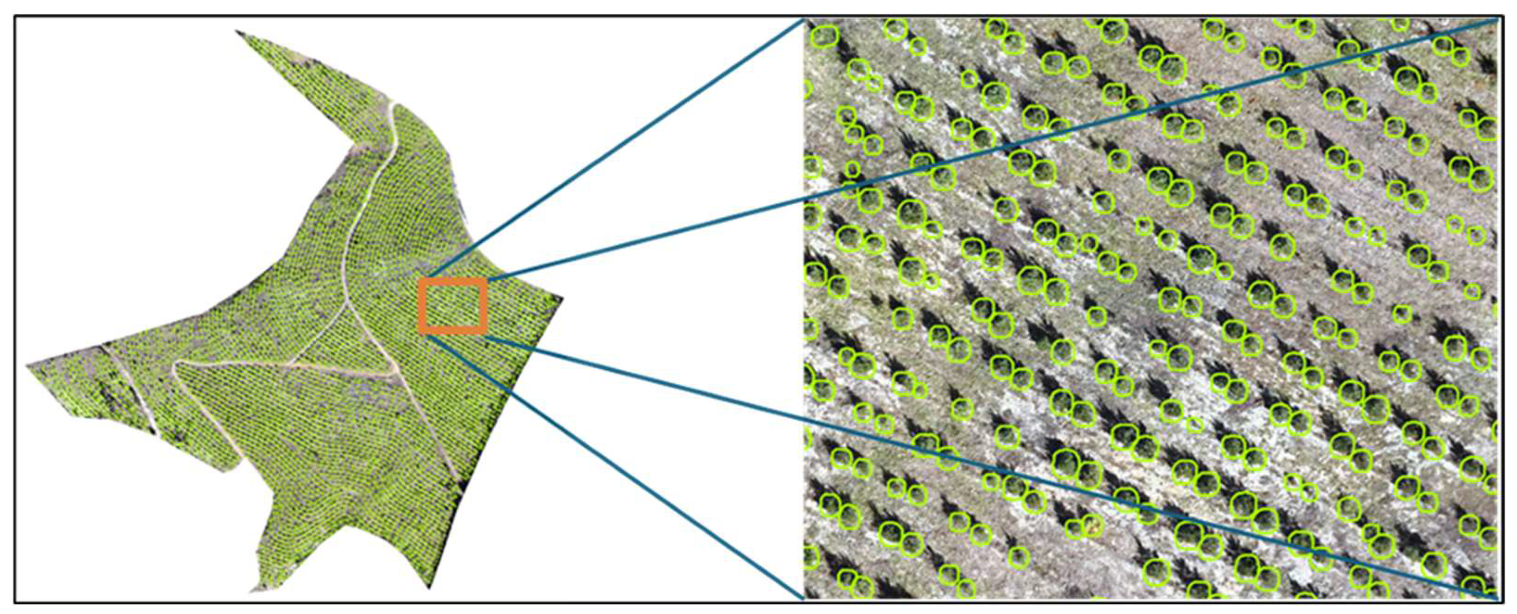 Forests 16 01730 g010