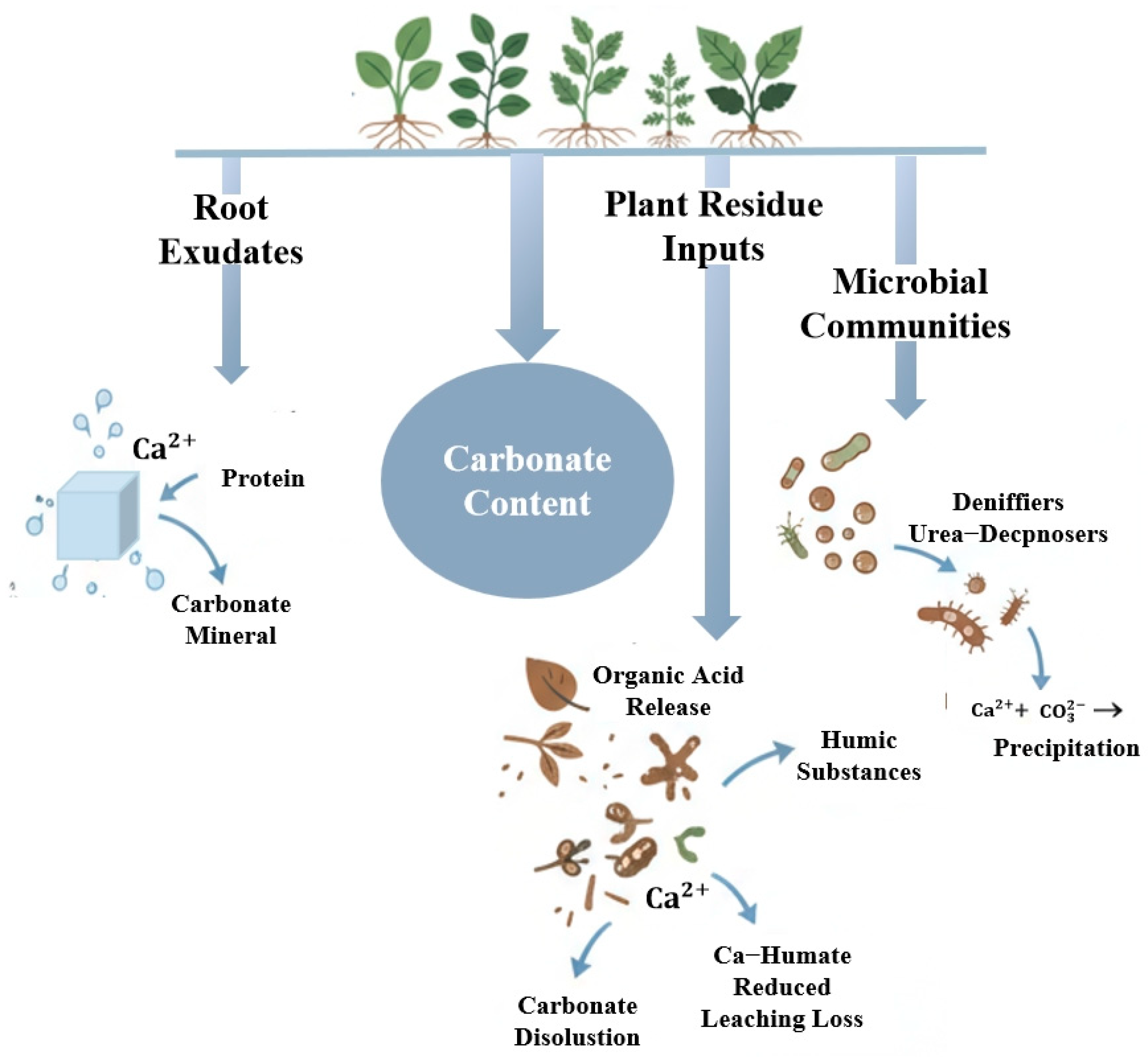 Forests 16 01732 g004