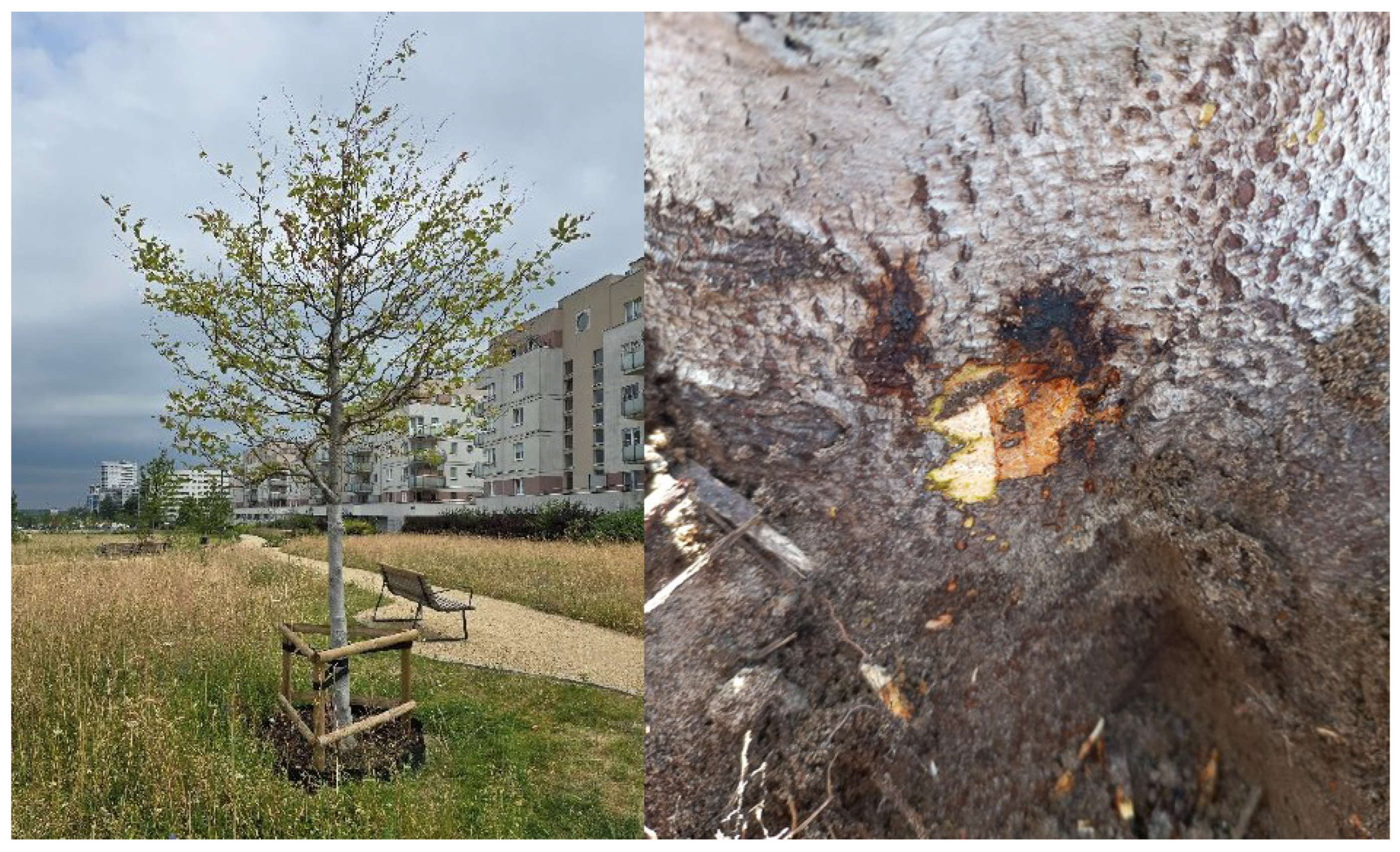 Forests 16 01736 g004