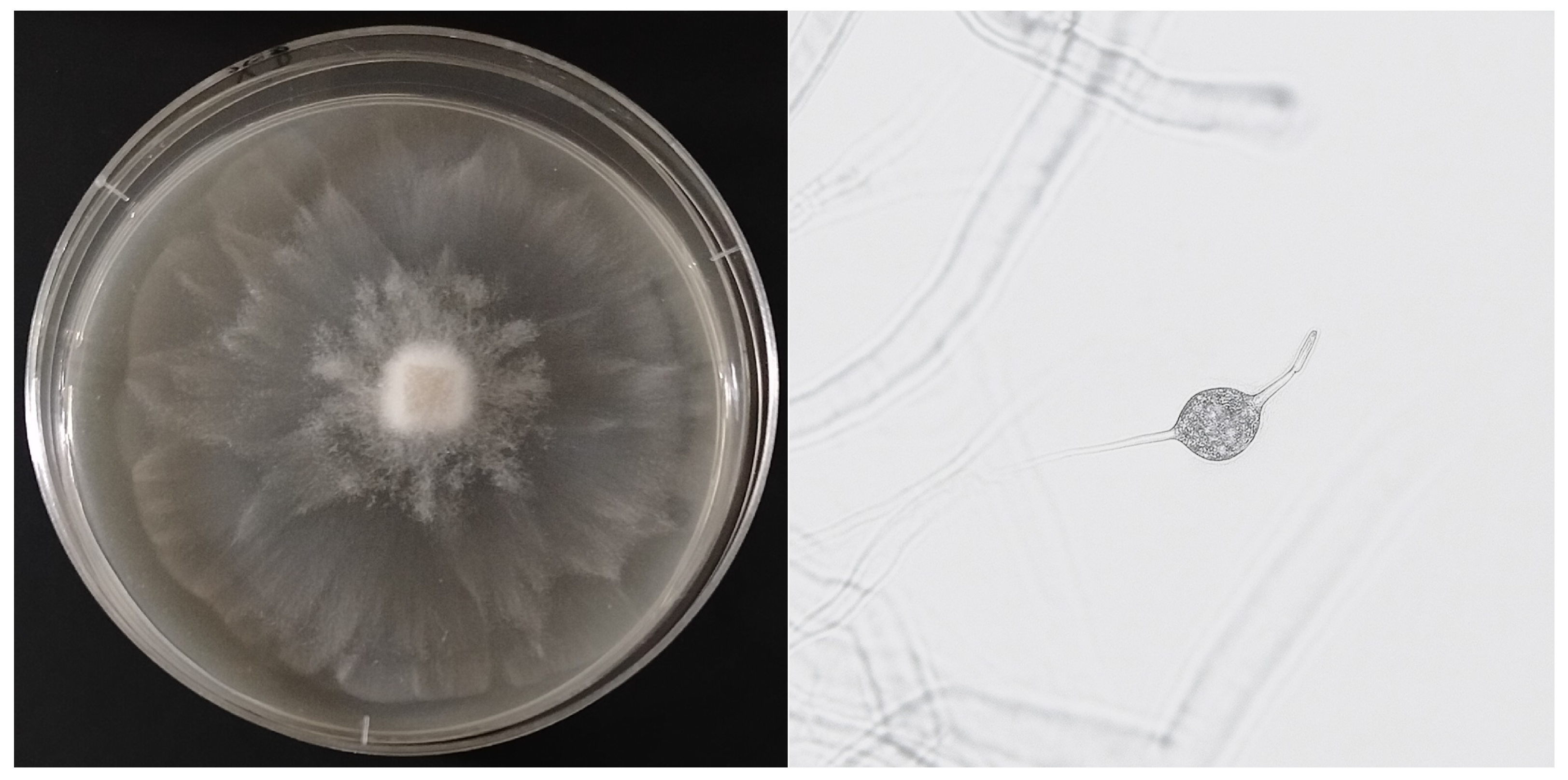 Forests 16 01736 g006