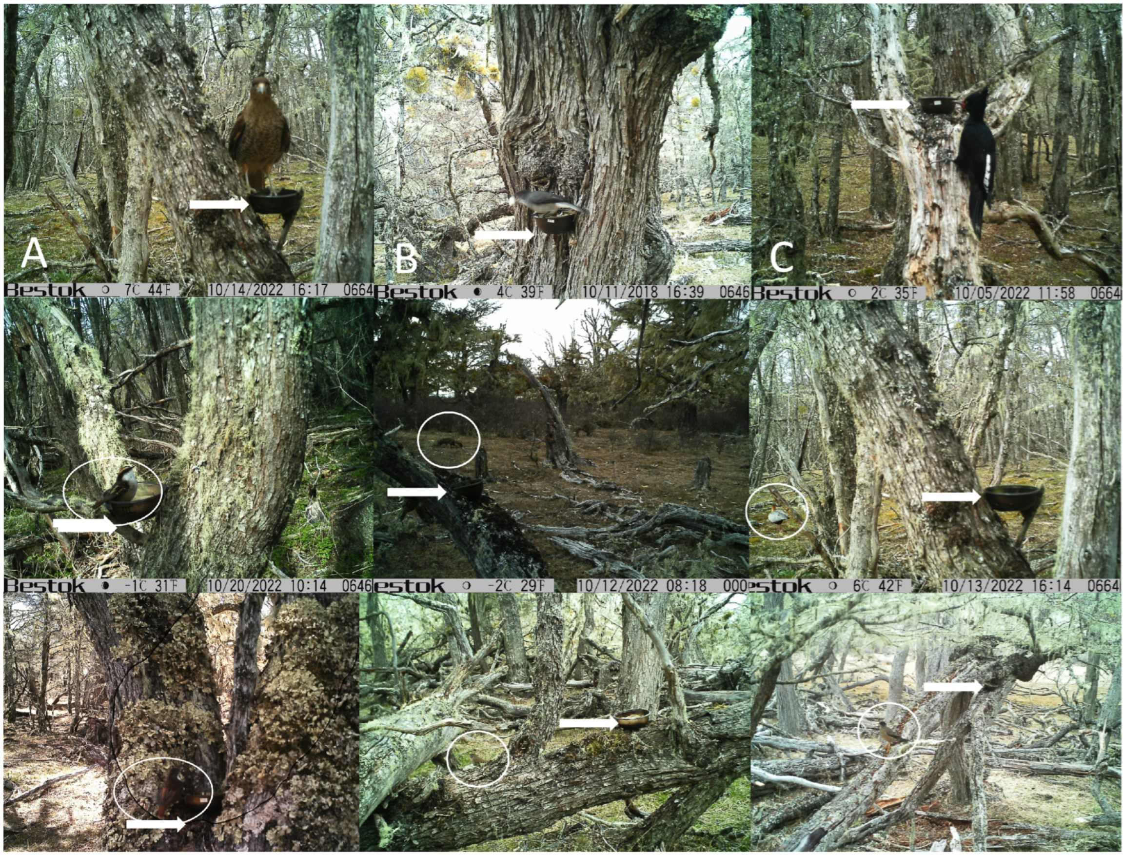 Forests 16 01741 g003