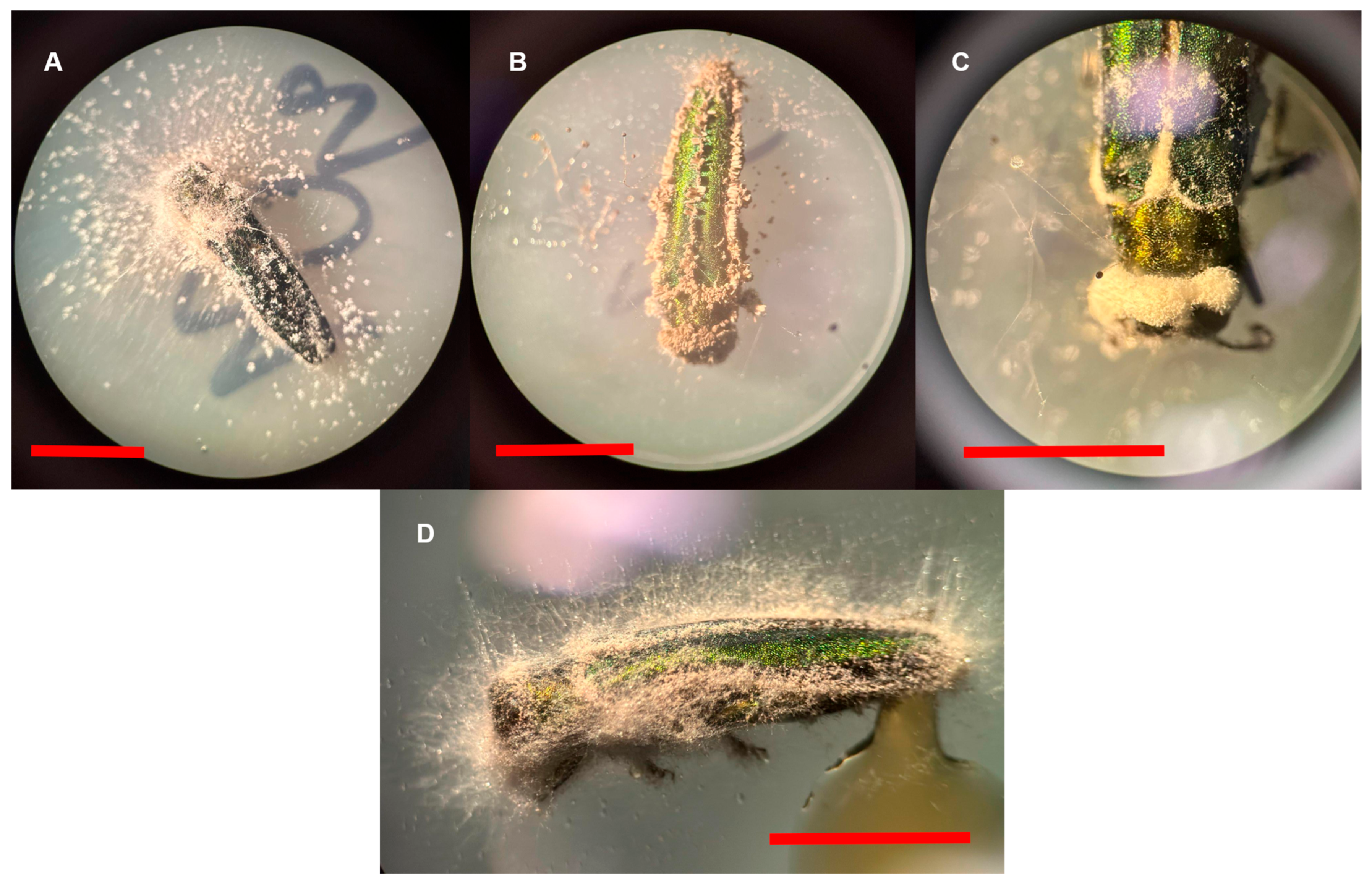 Forests 16 01742 g004