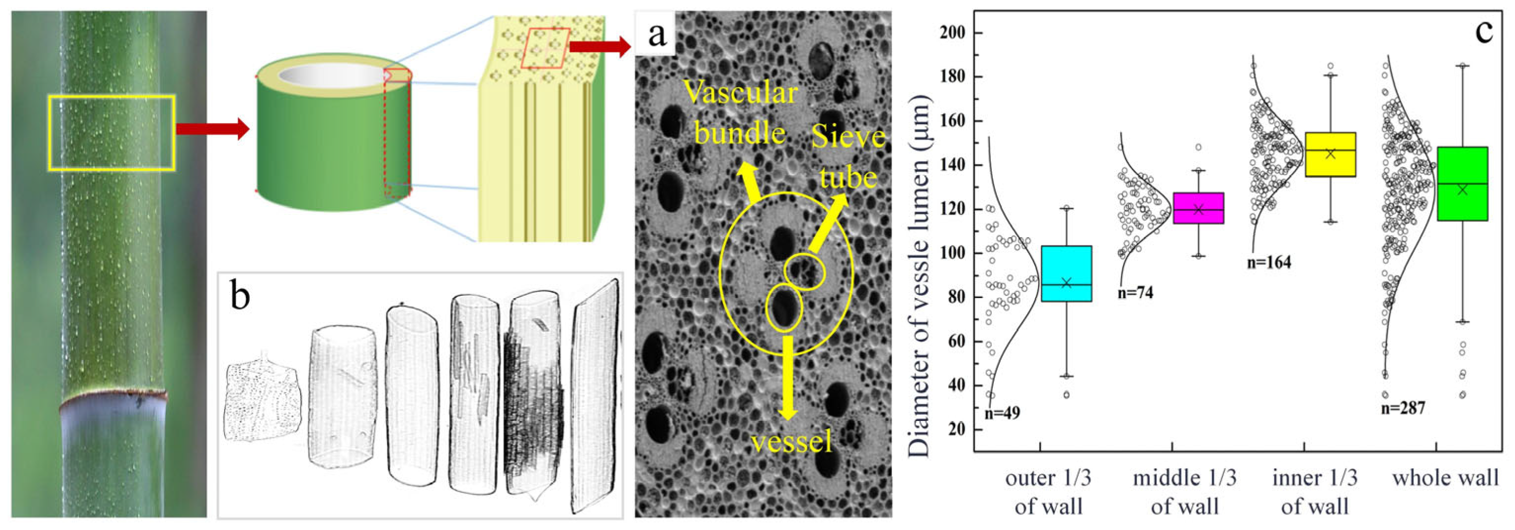 Forests 16 01744 g003