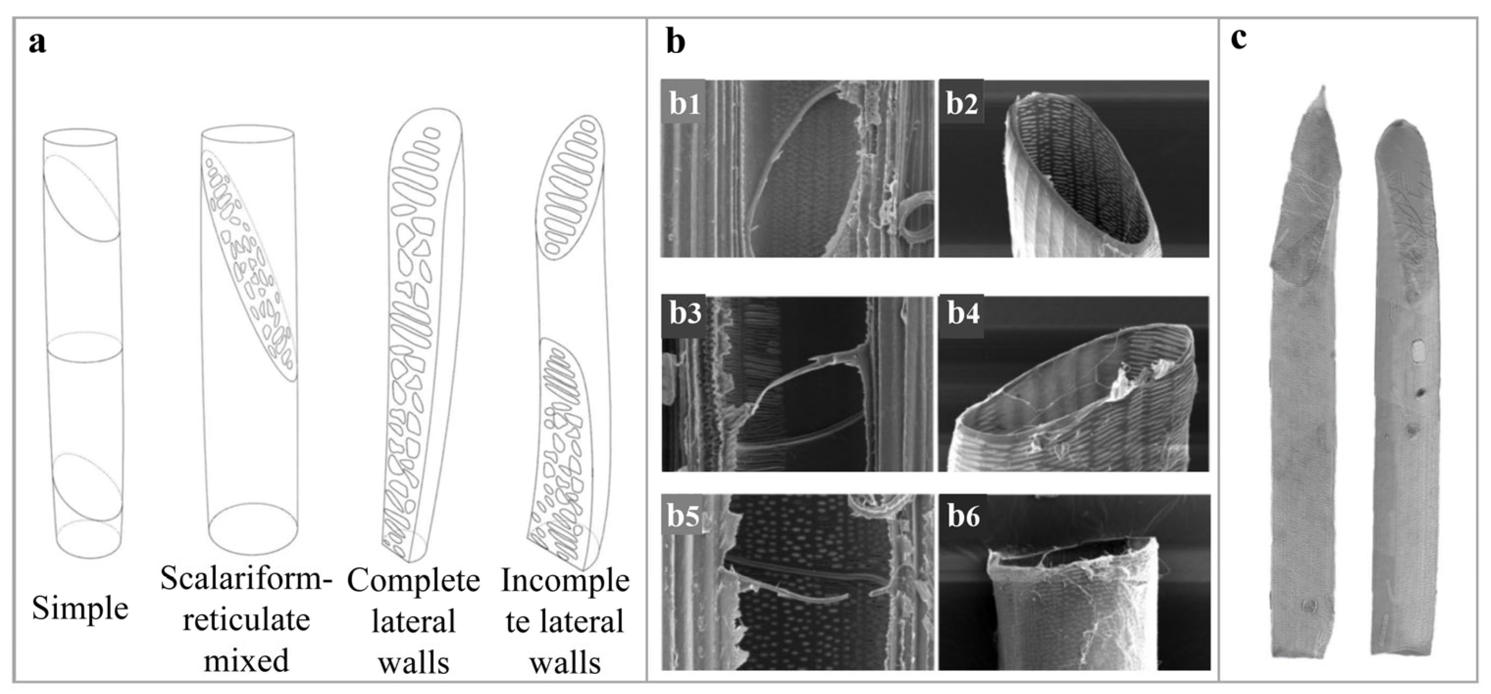 Forests 16 01744 g005