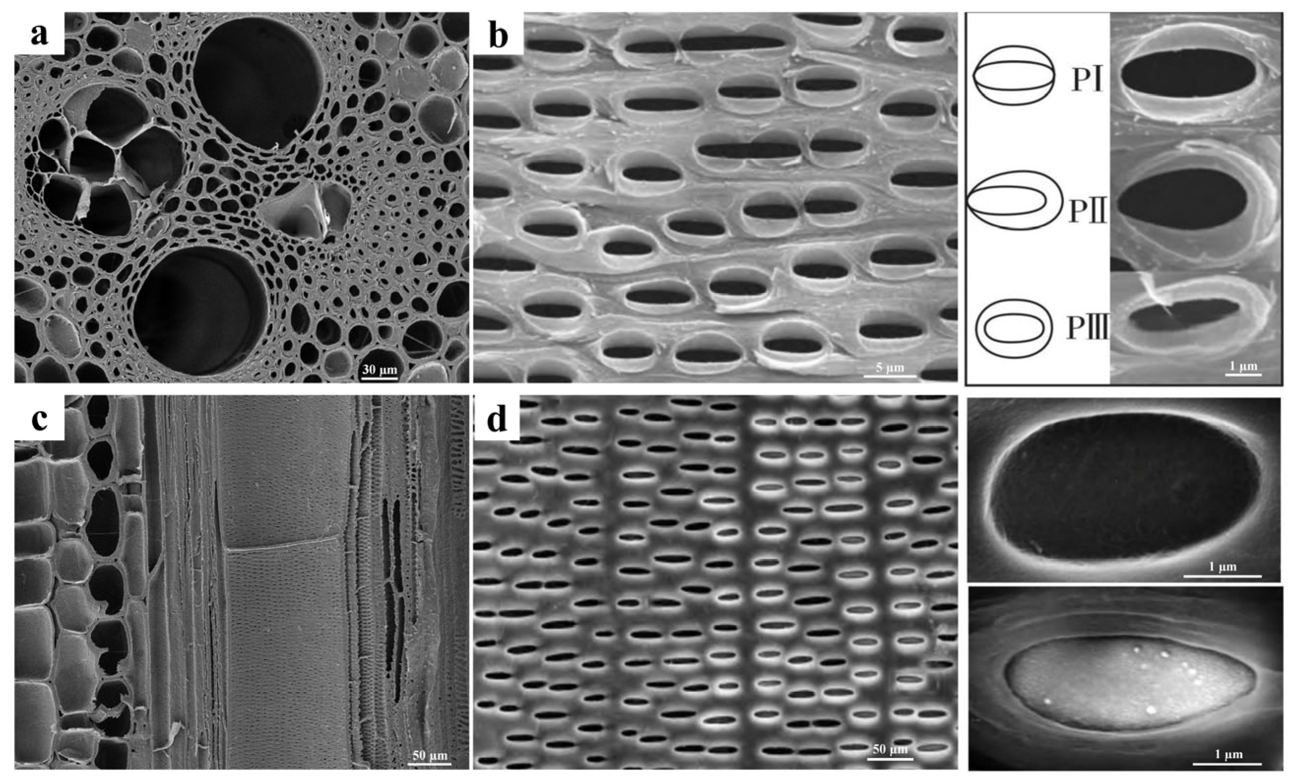 Forests 16 01744 g006
