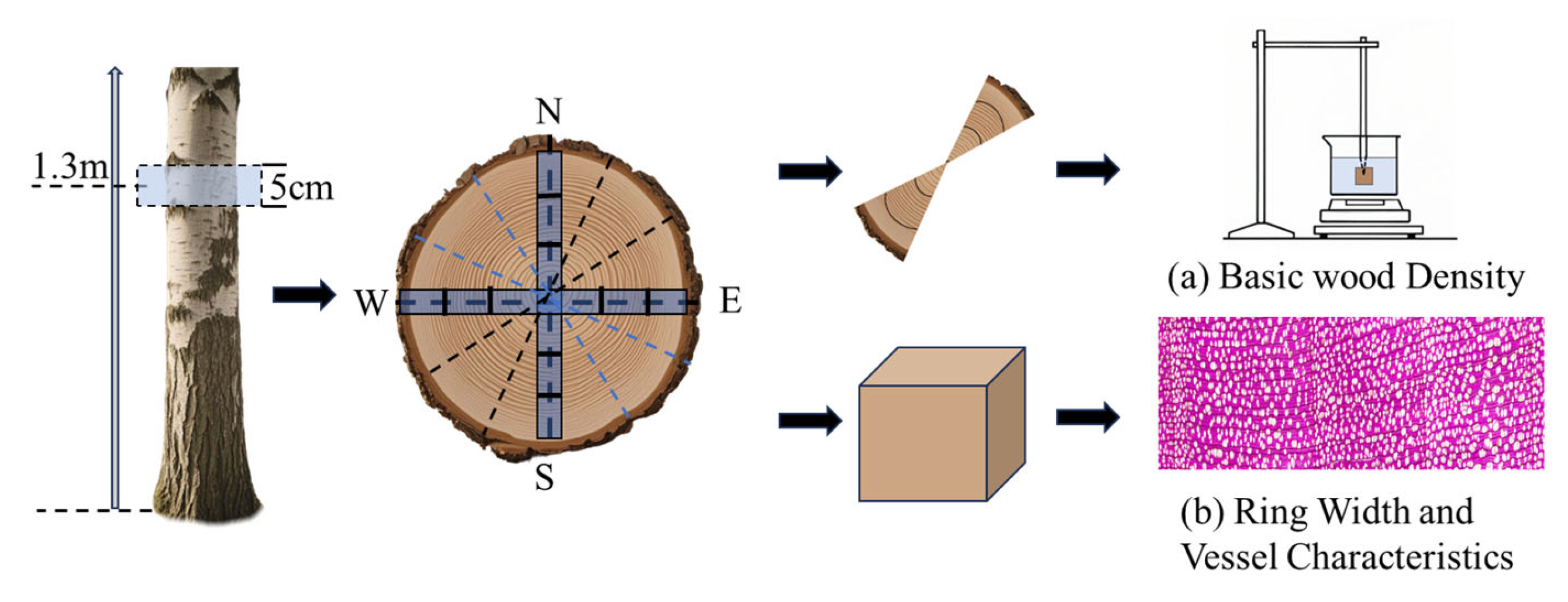 Forests 16 01745 g001