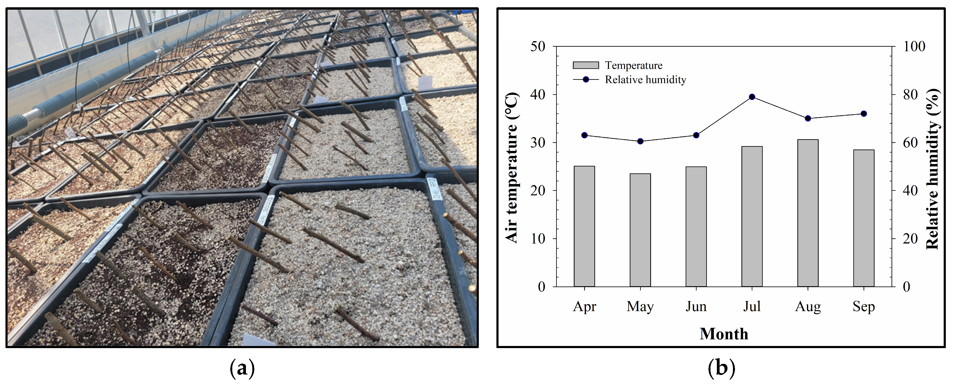 Forests 16 01752 g002