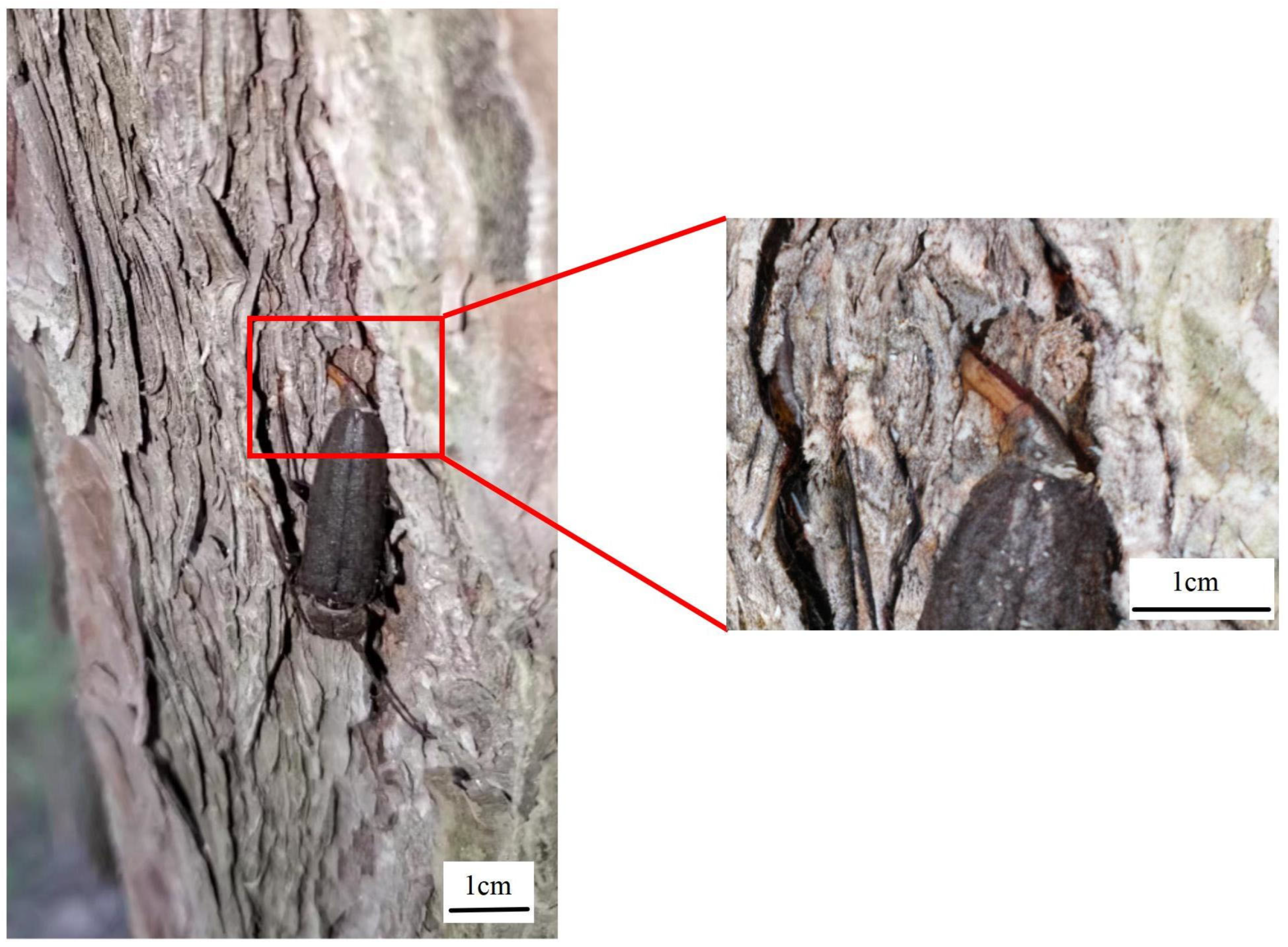 Forests 16 01754 g004