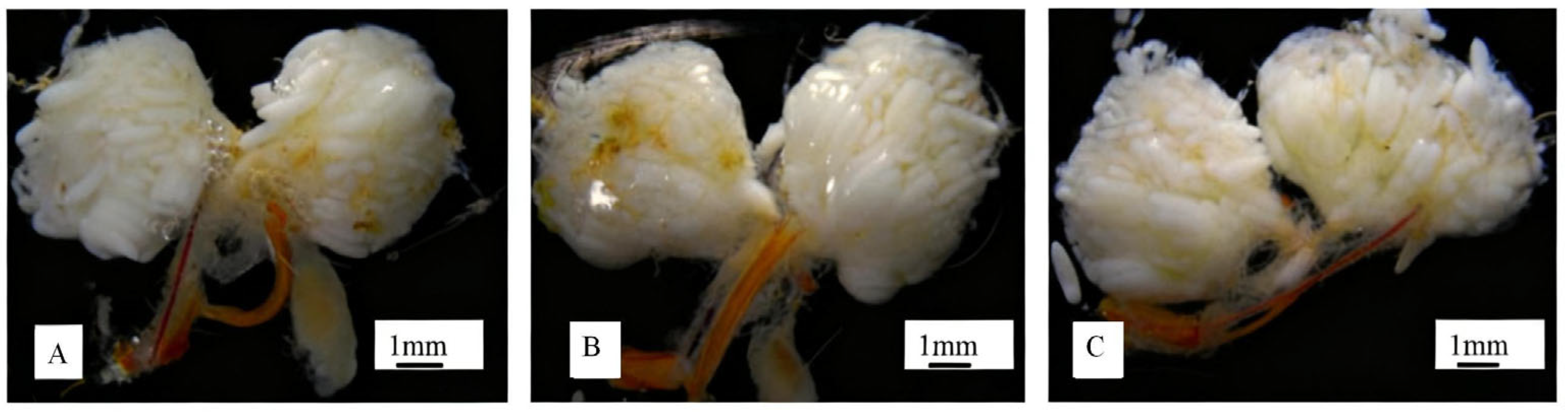 Forests 16 01754 g007