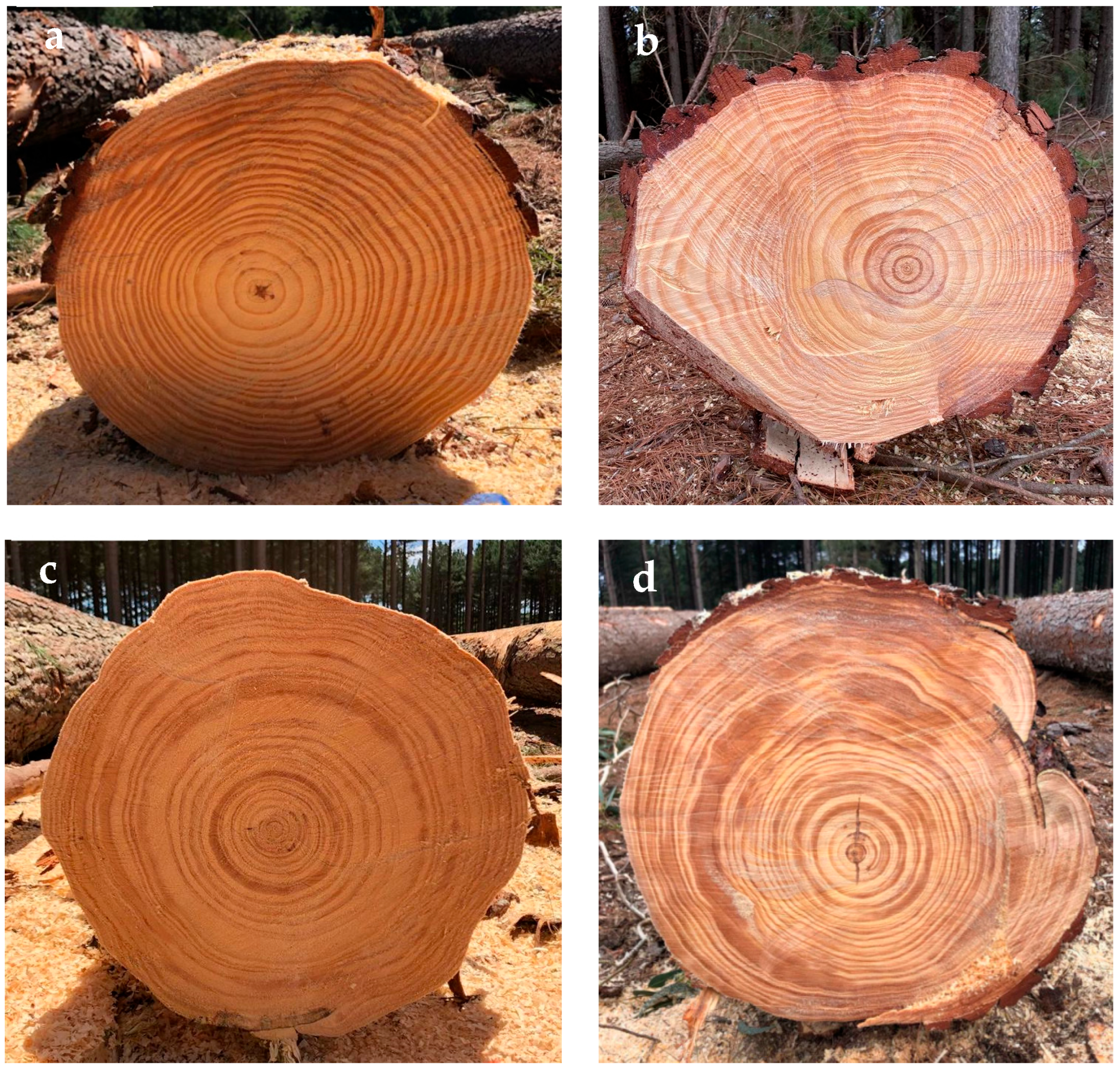 Forests 16 01766 g002 Forests 16 01766 g002