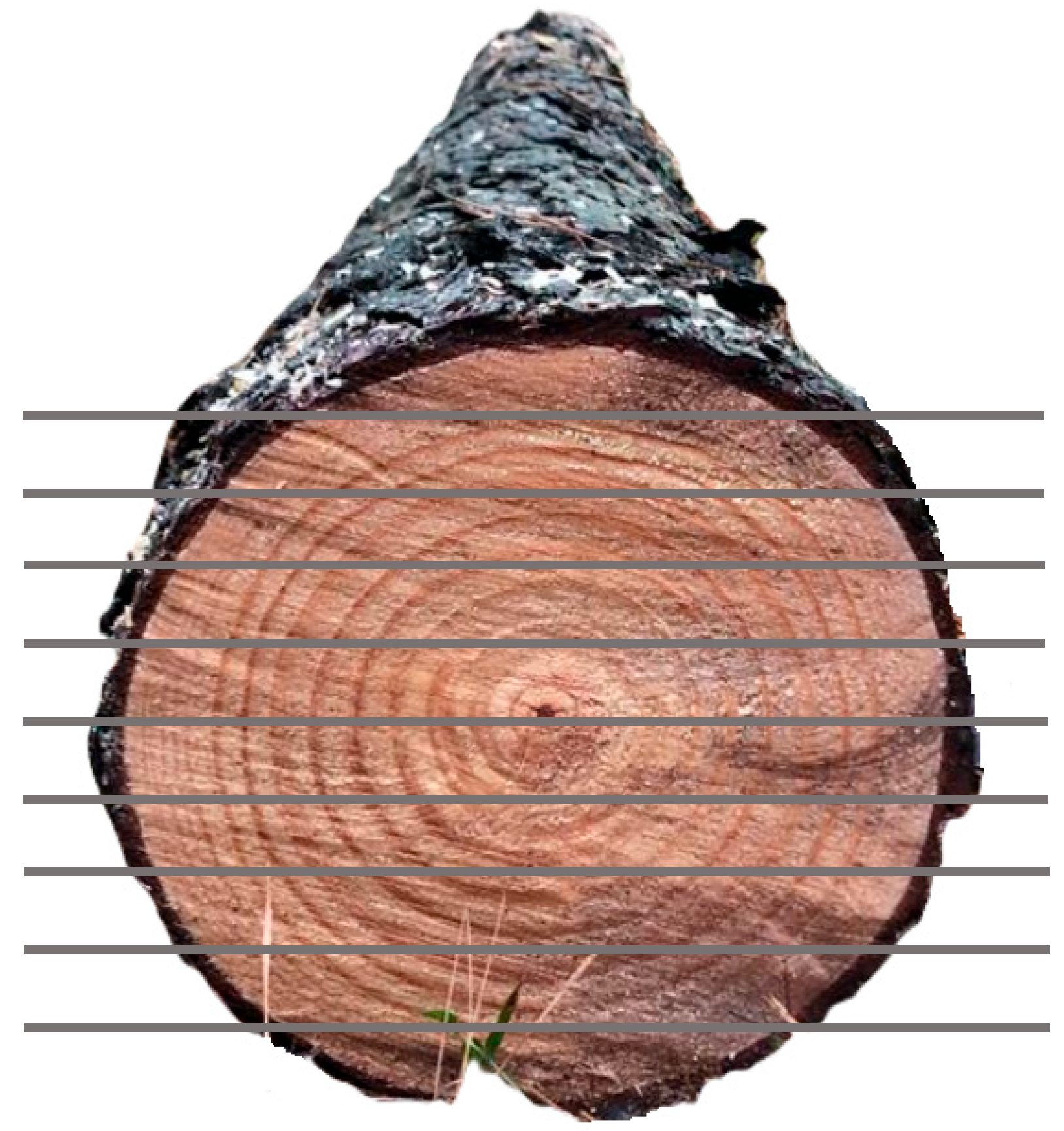 Forests 16 01766 g003 Forests 16 01766 g003