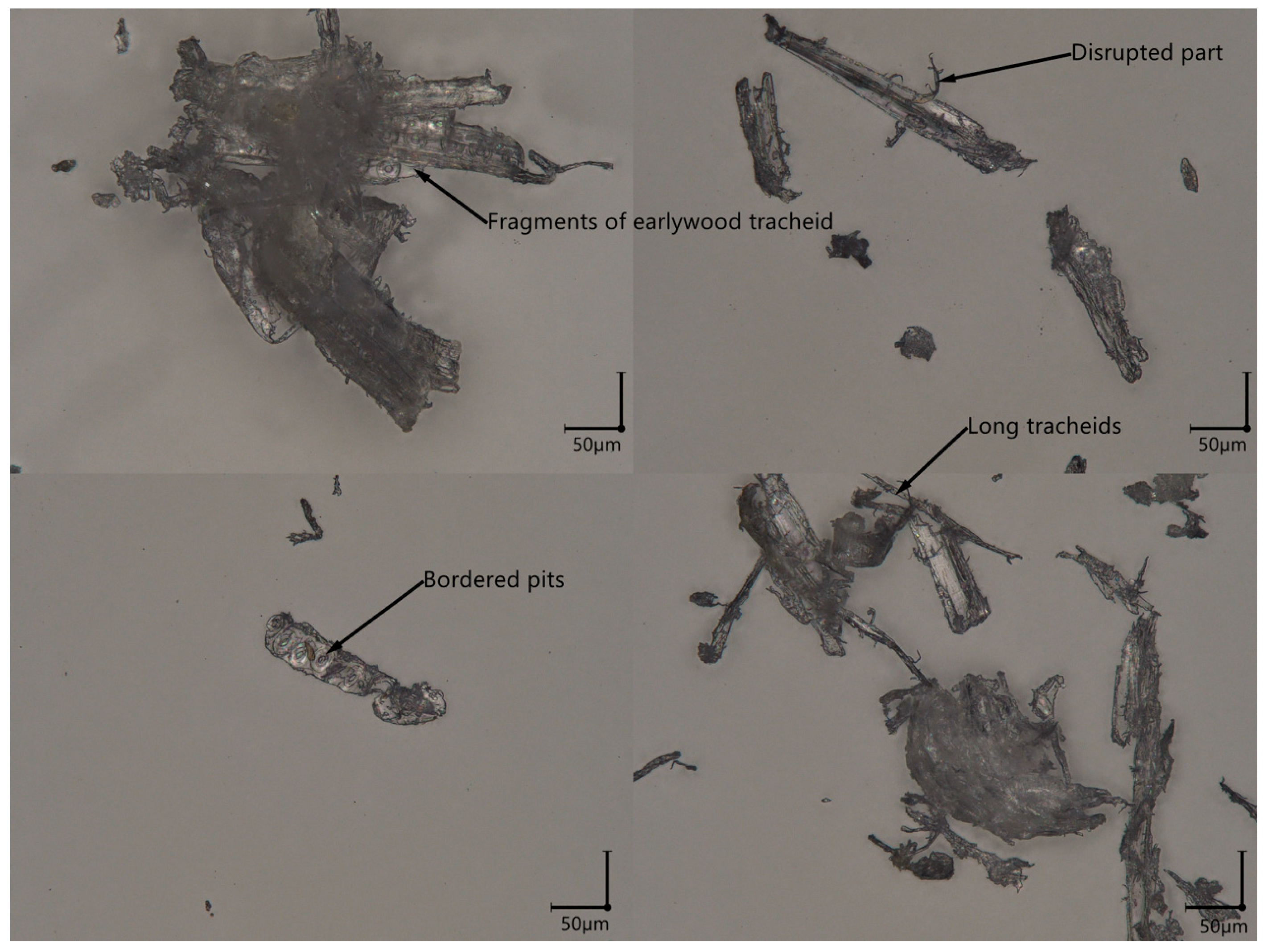 Forests 16 01771 g003