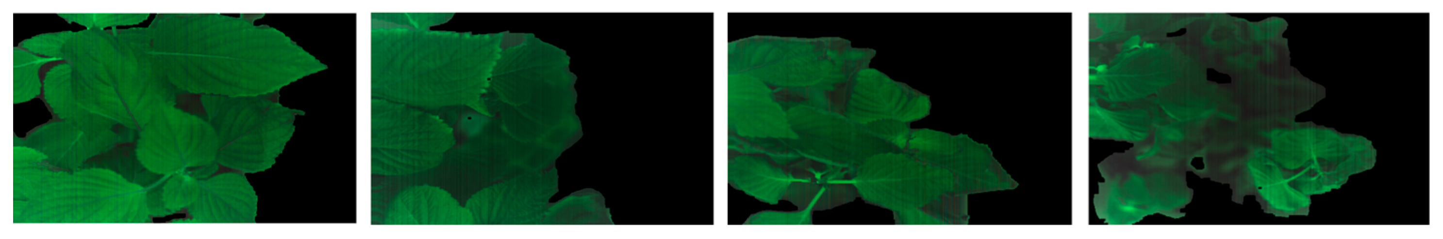 Forests 16 01785 g015