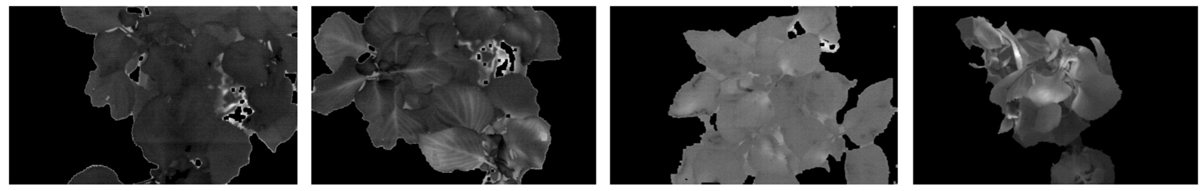 Forests 16 01785 g016