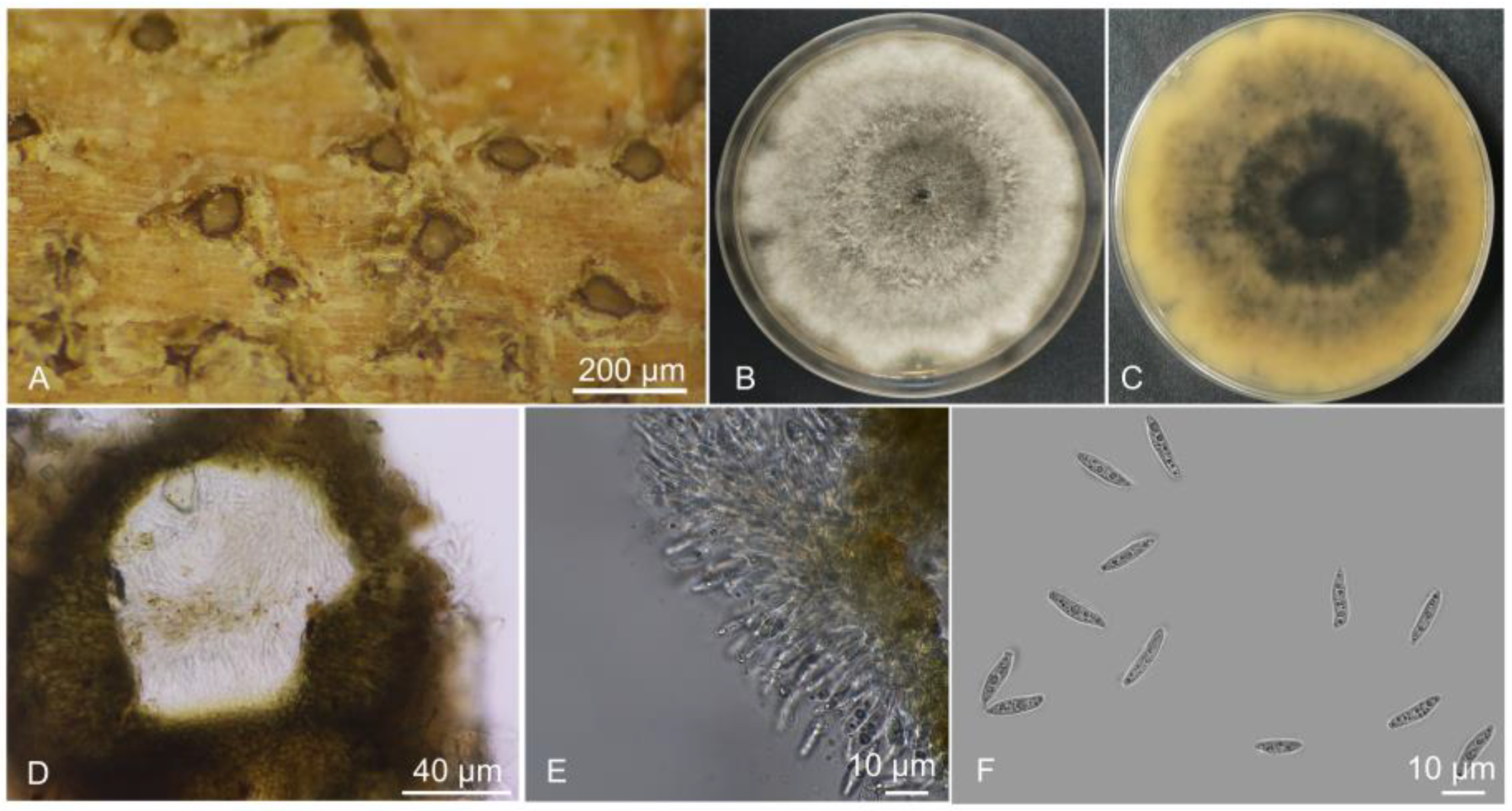 Forests 16 01786 g001