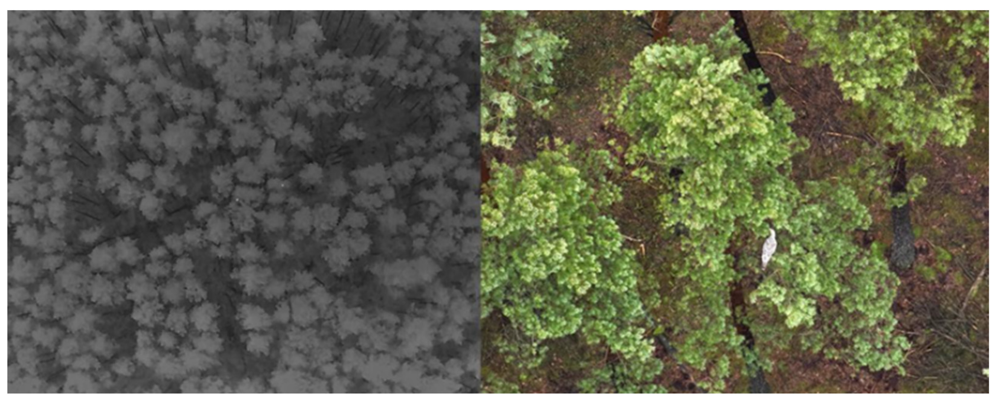Forests 16 01787 g019 Forests 16 01787 g019