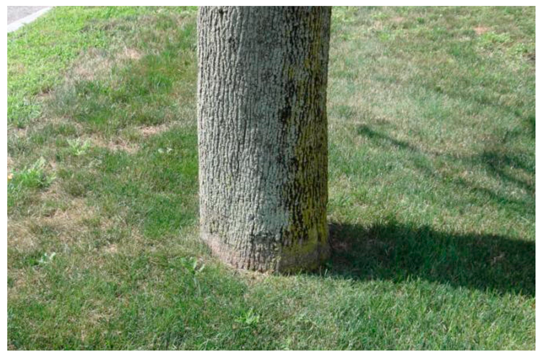 Forests 16 01788 g002