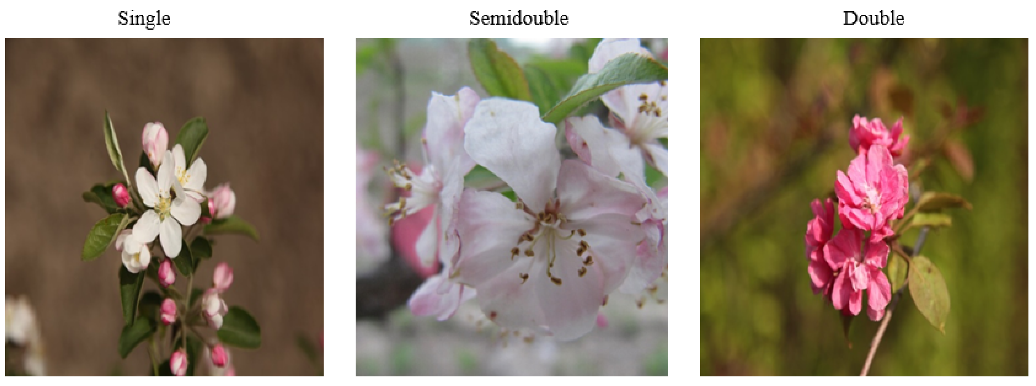 Forests 16 01792 g001 Forests 16 01792 g001