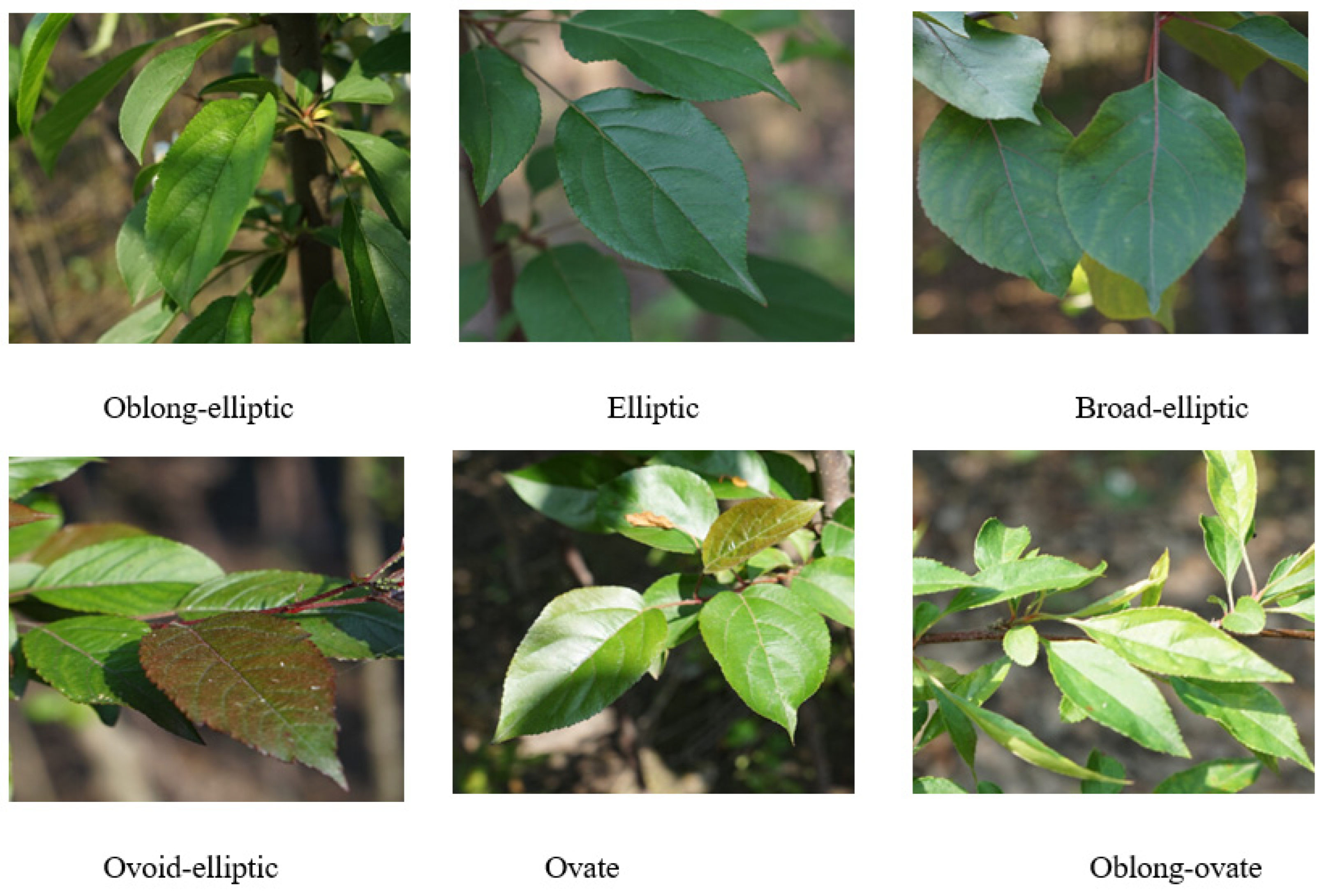 Forests 16 01792 g002 Forests 16 01792 g002