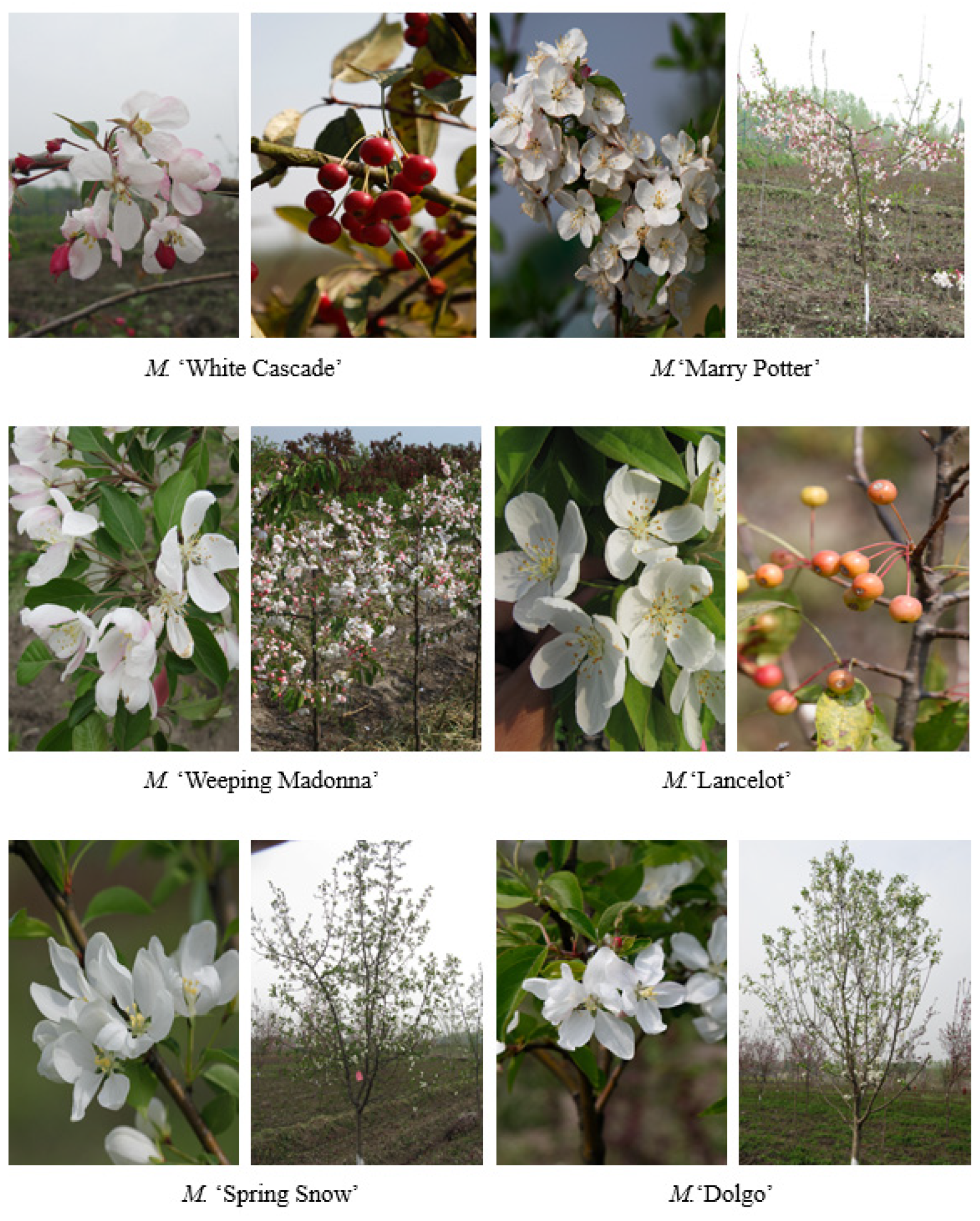 Forests 16 01792 g004 Forests 16 01792 g004