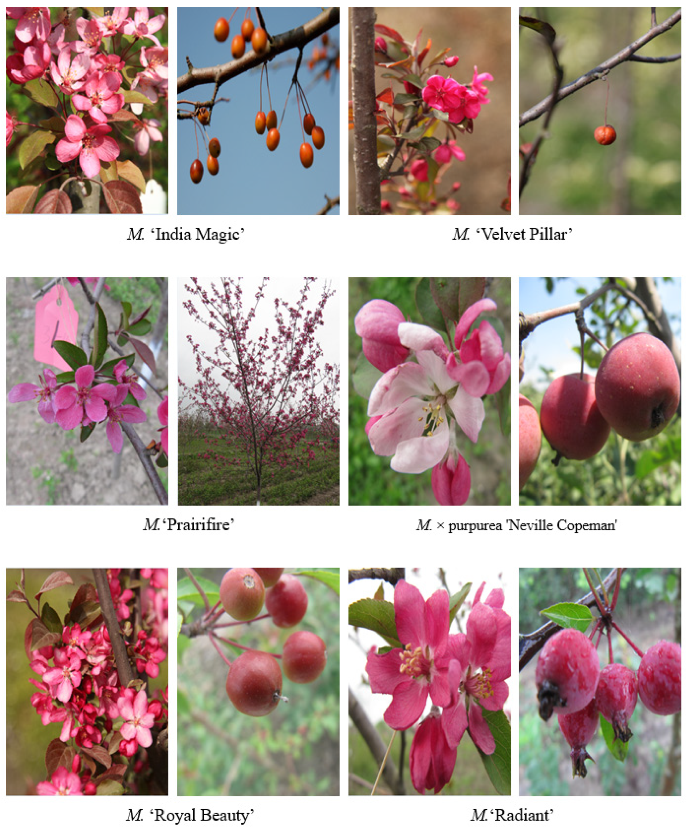 Forests 16 01792 g005 Forests 16 01792 g005