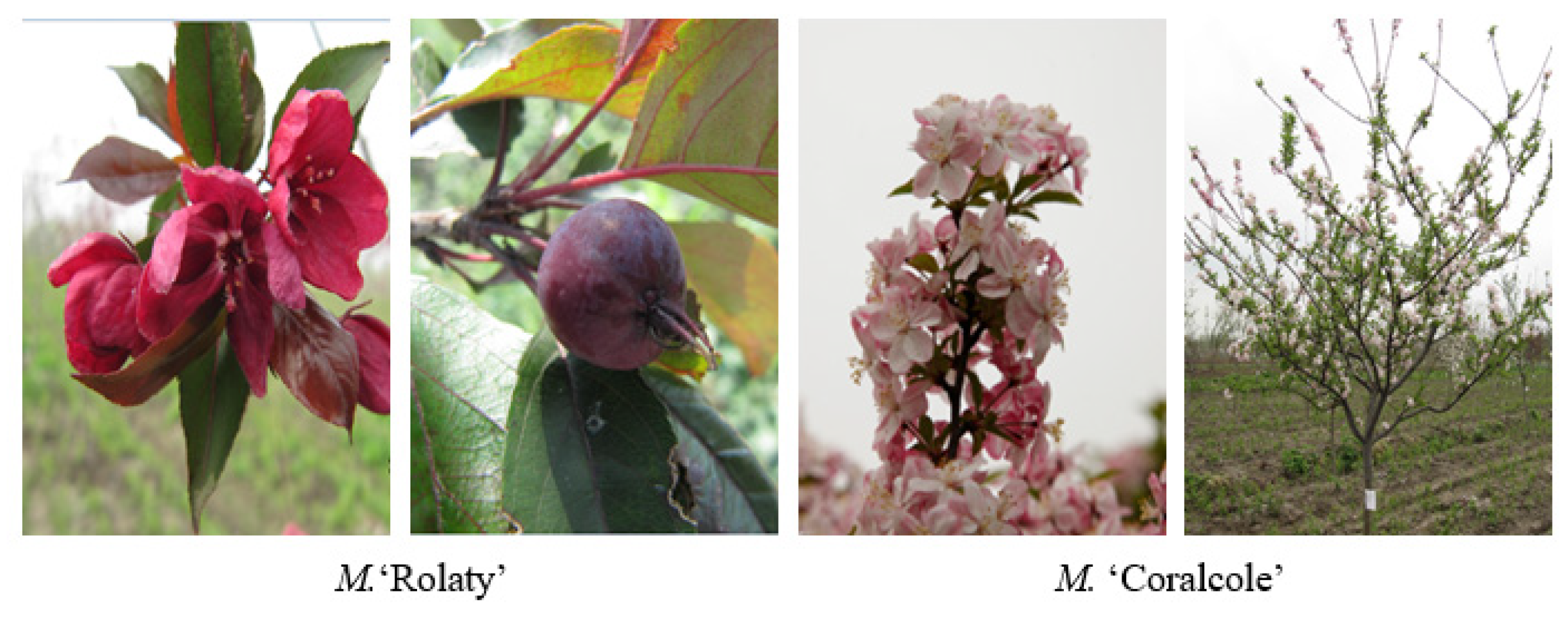 Forests 16 01792 g006 Forests 16 01792 g006