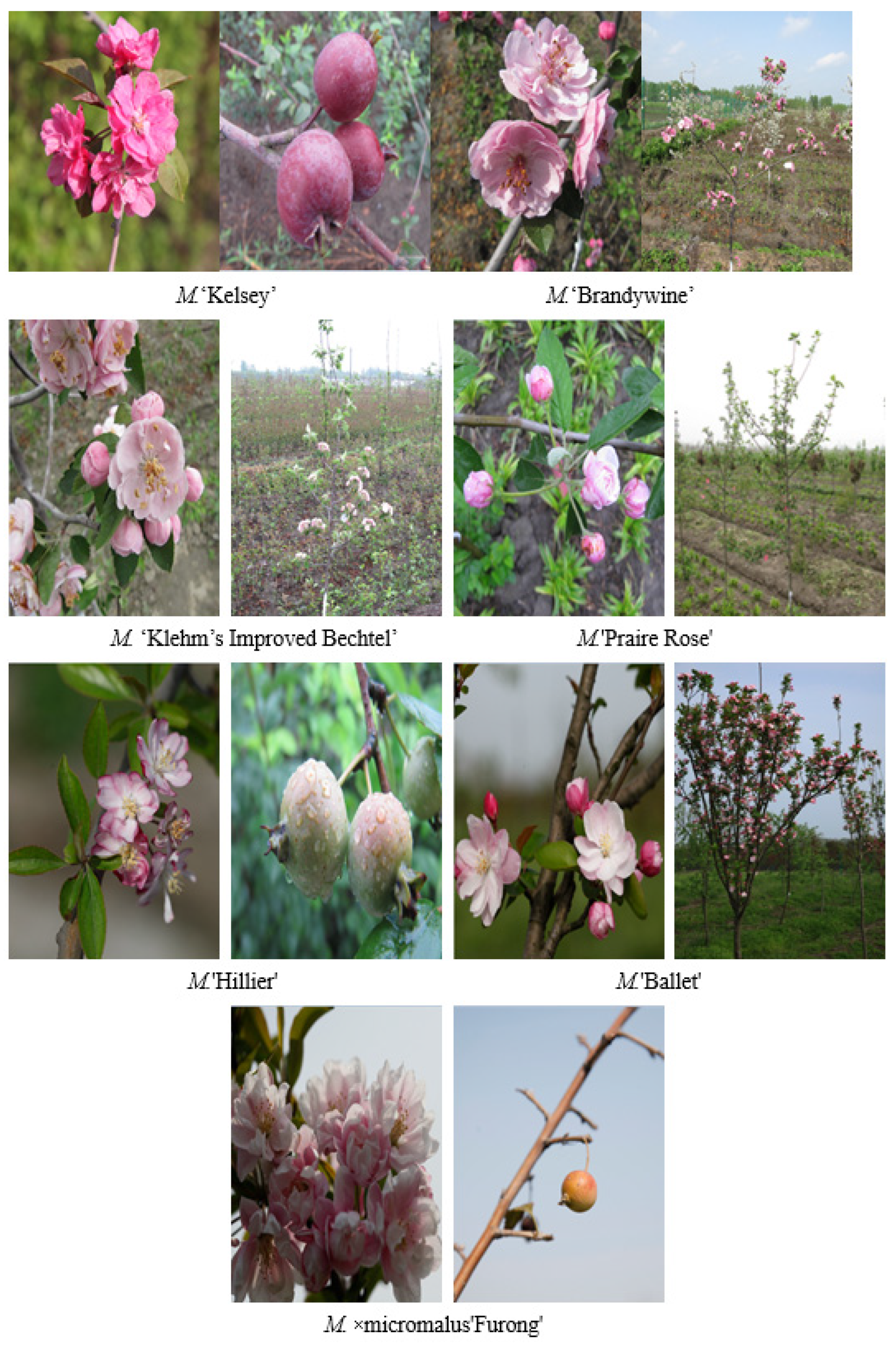 Forests 16 01792 g007 Forests 16 01792 g007