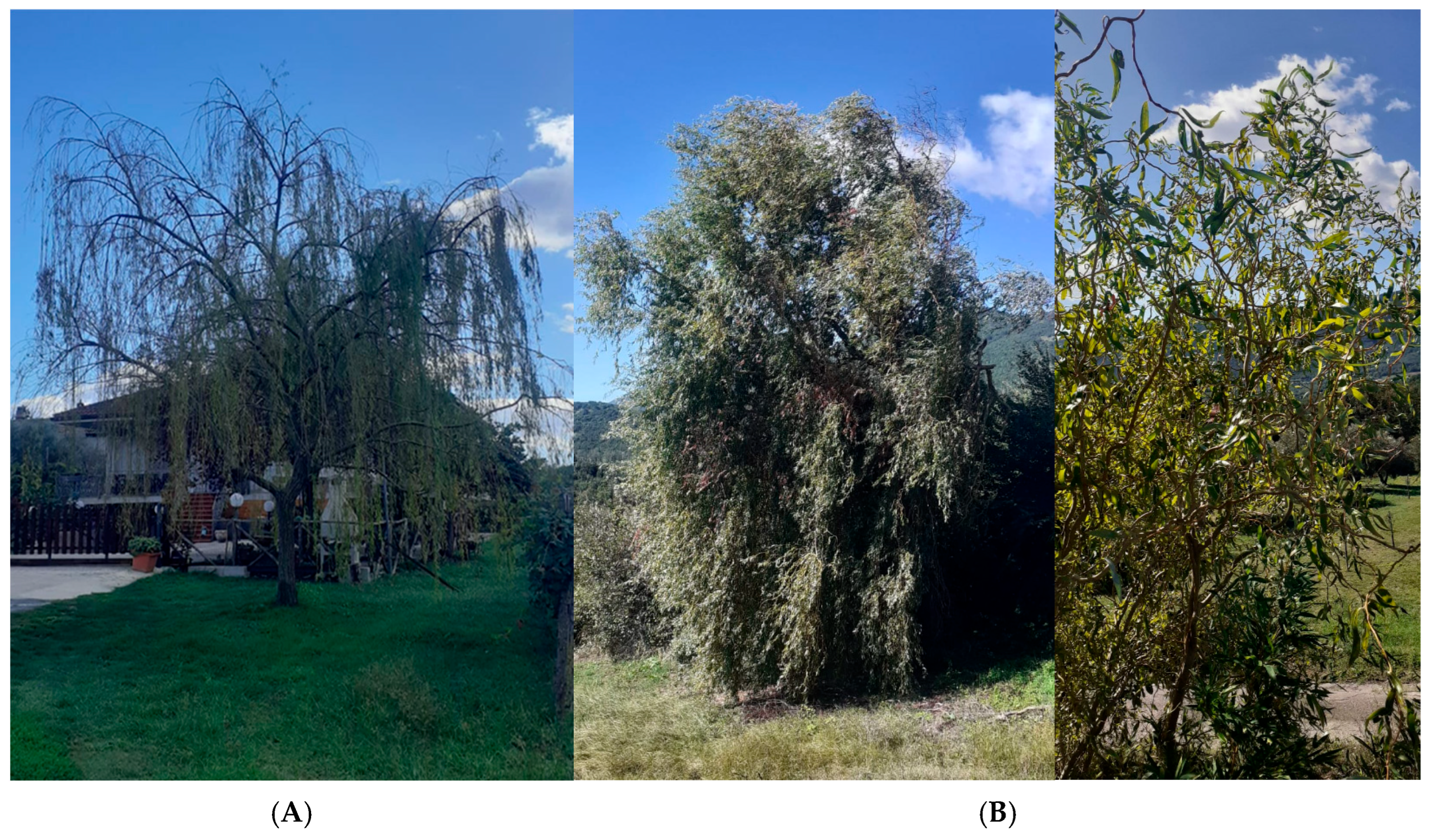 Forests 16 01808 g001