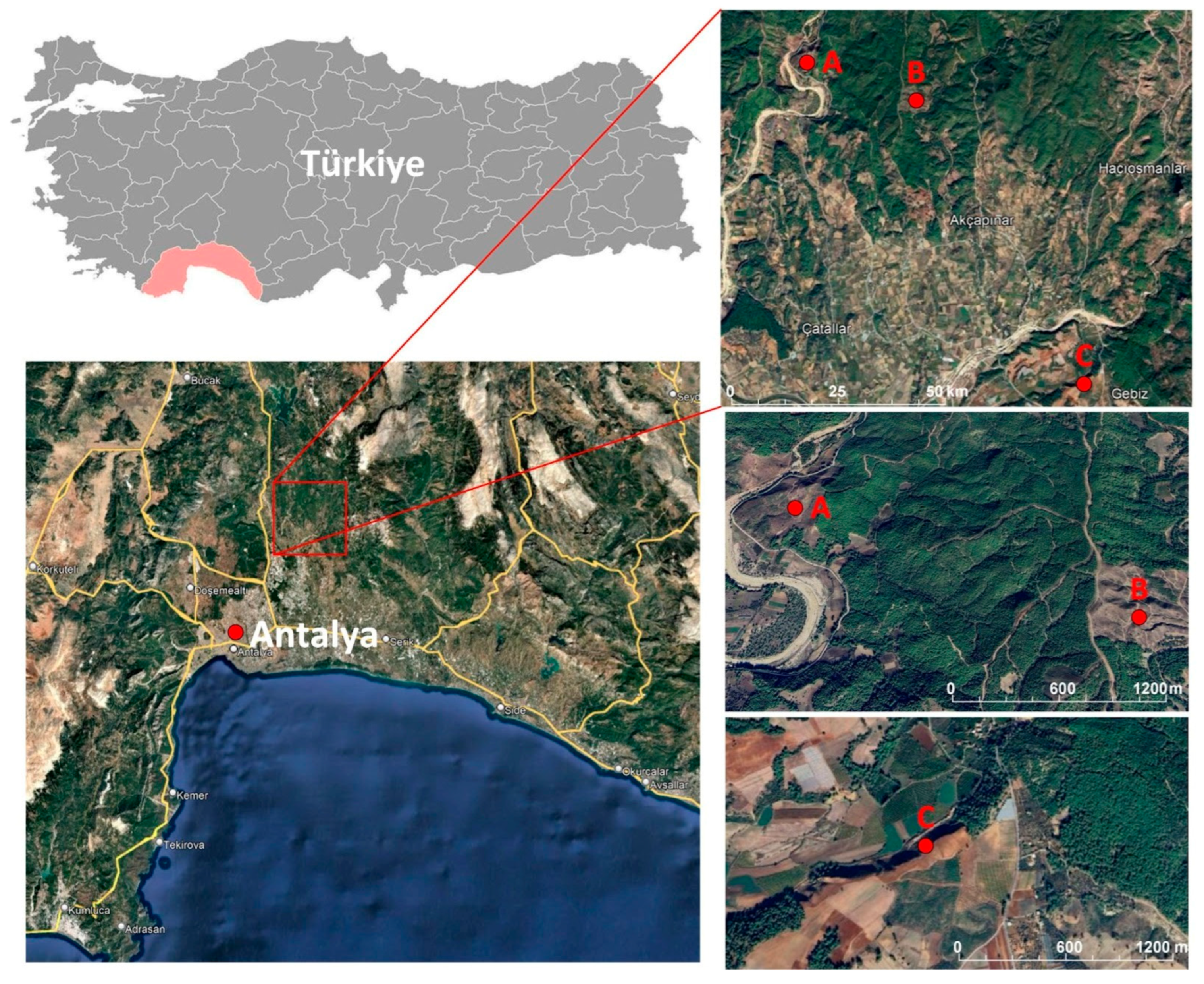 Forests 16 01816 g001