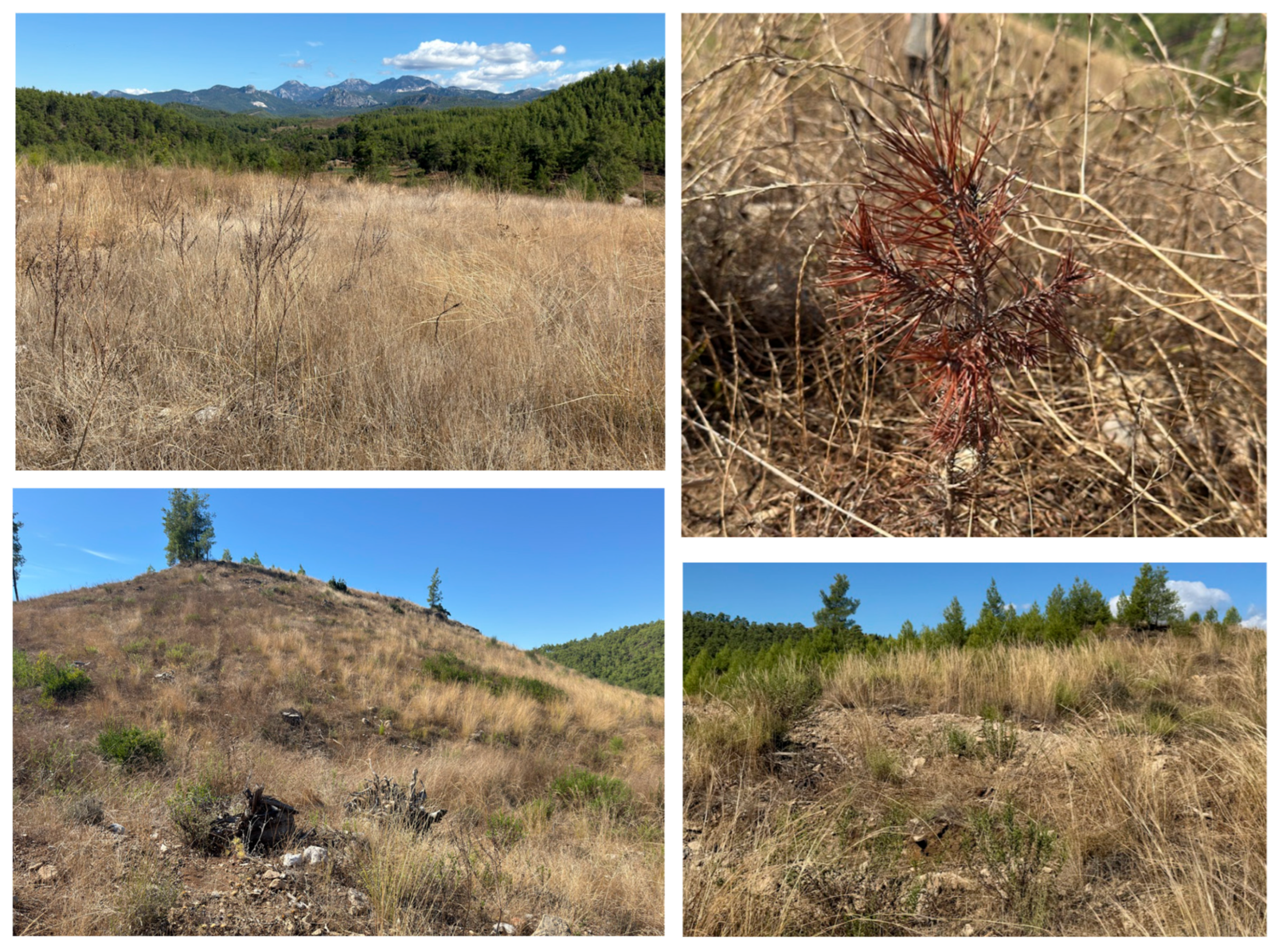 Forests 16 01816 g002