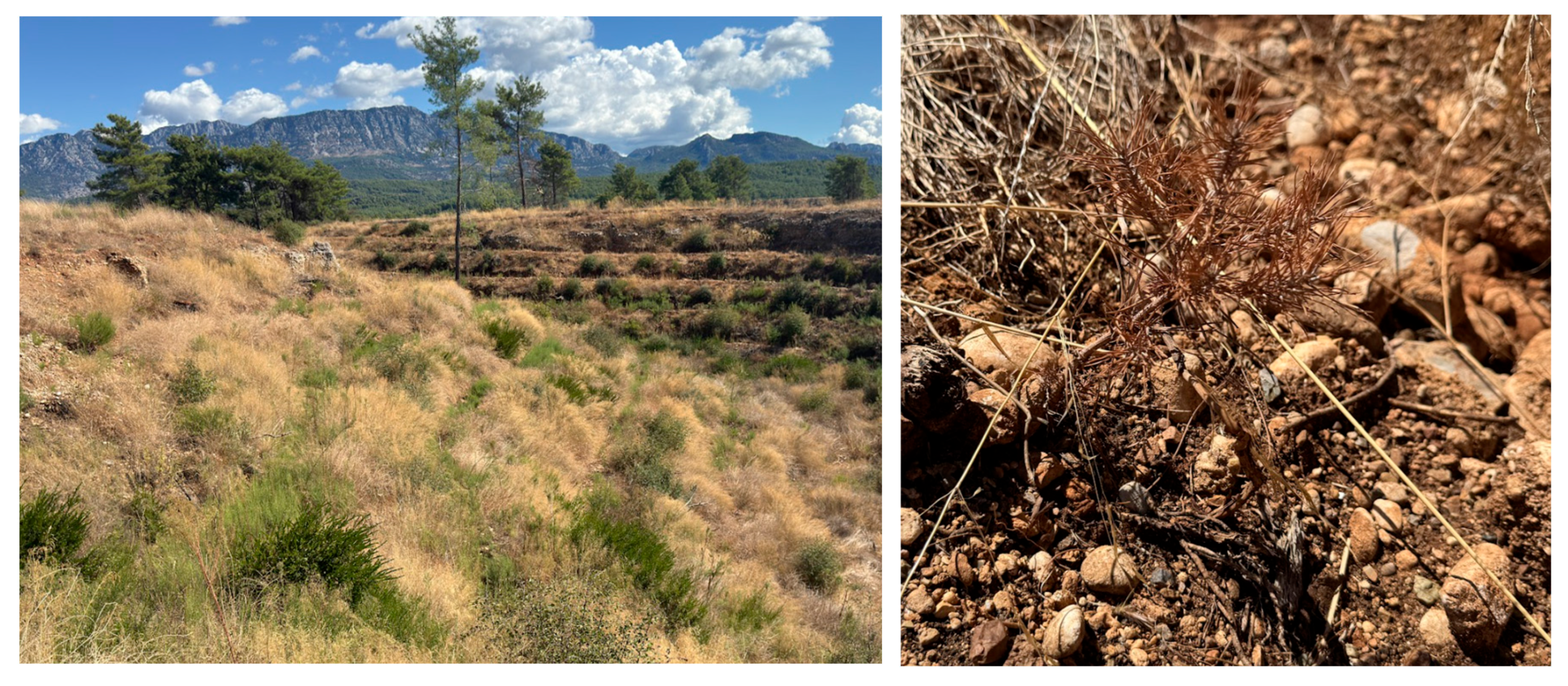 Forests 16 01816 g003