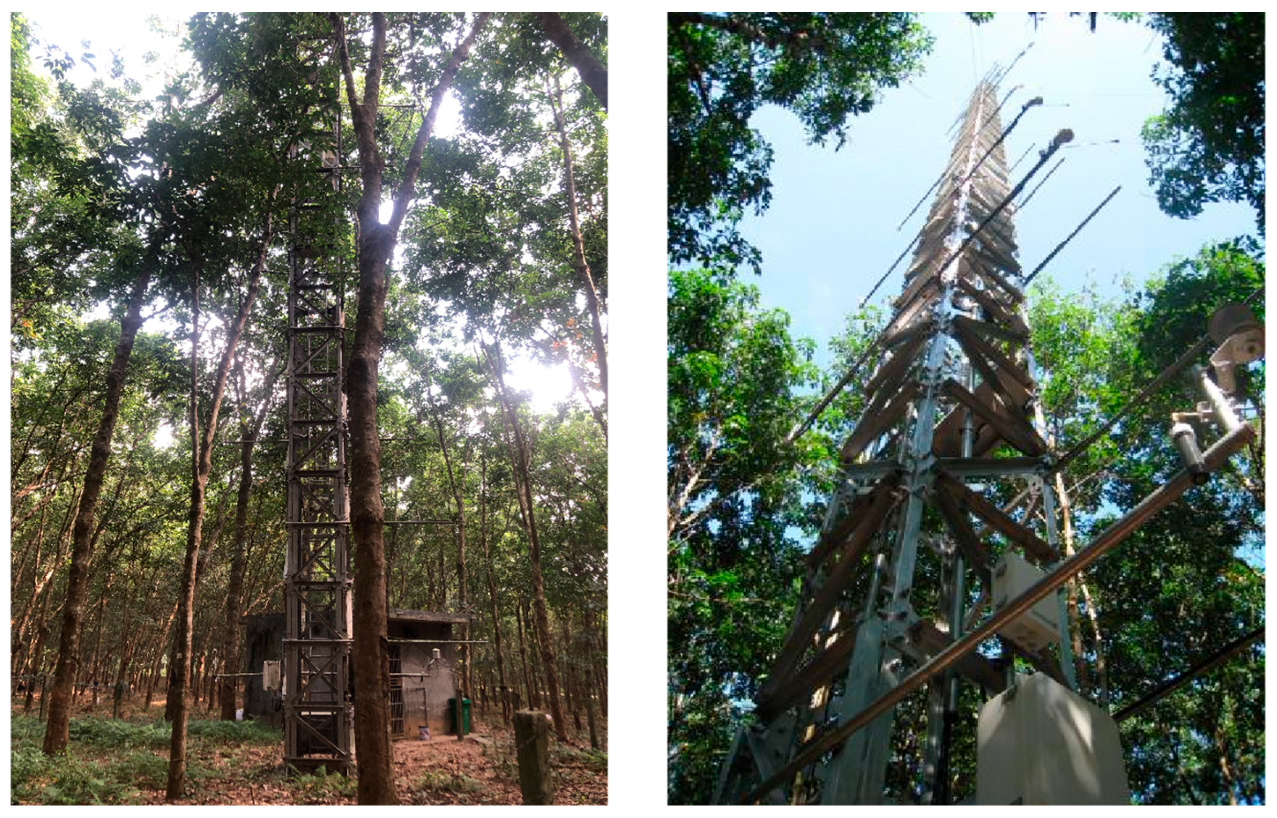 Forests 16 01820 g002