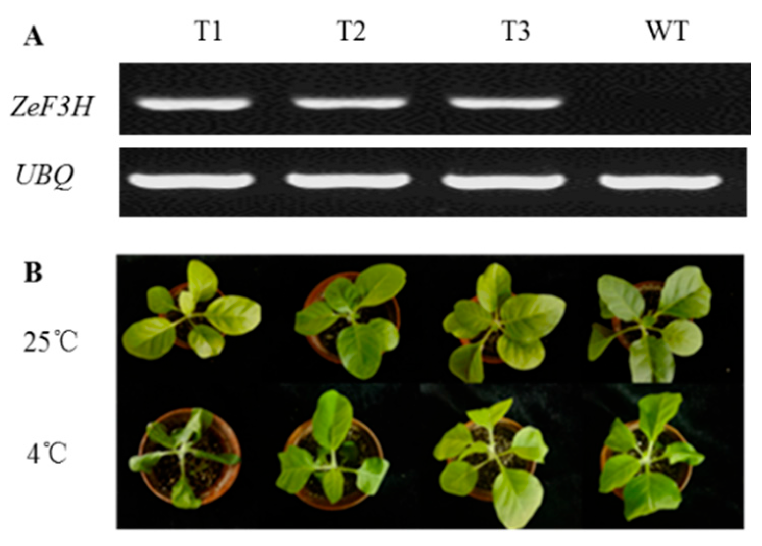 Forests 16 01838 g005