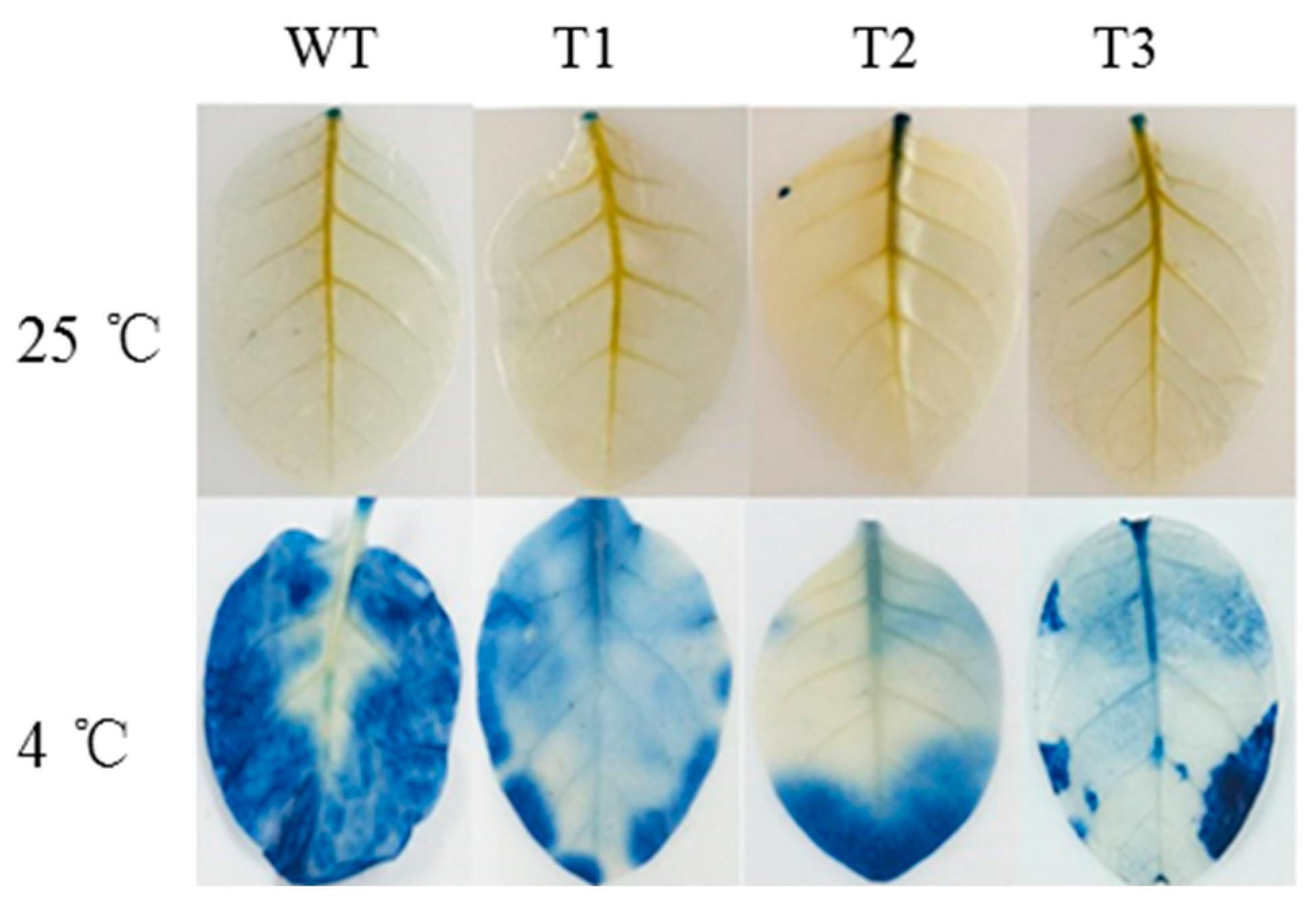 Forests 16 01838 g006