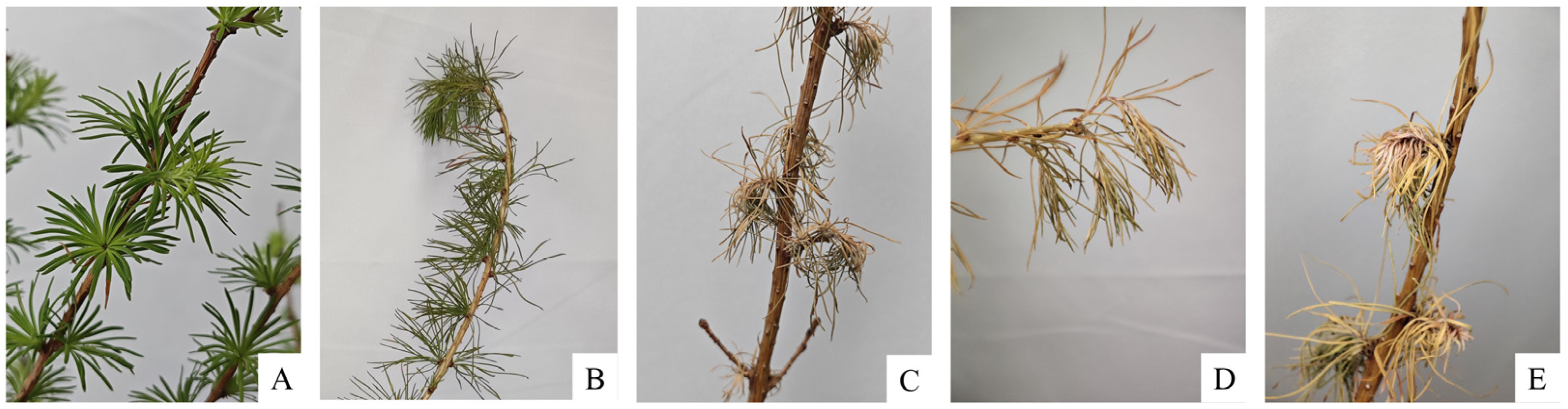 Forests 16 01858 g001