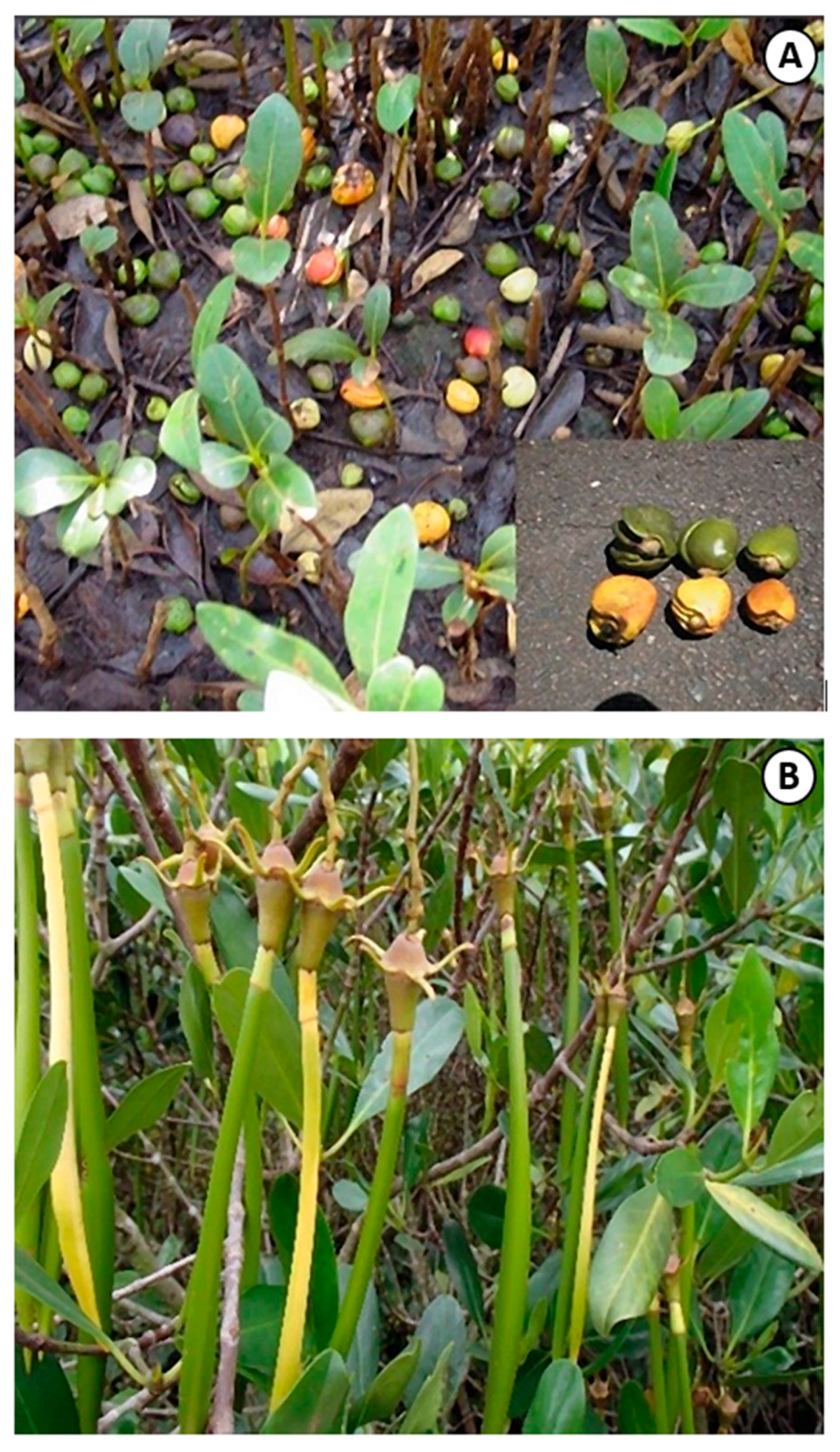 Forests 17 00043 g001