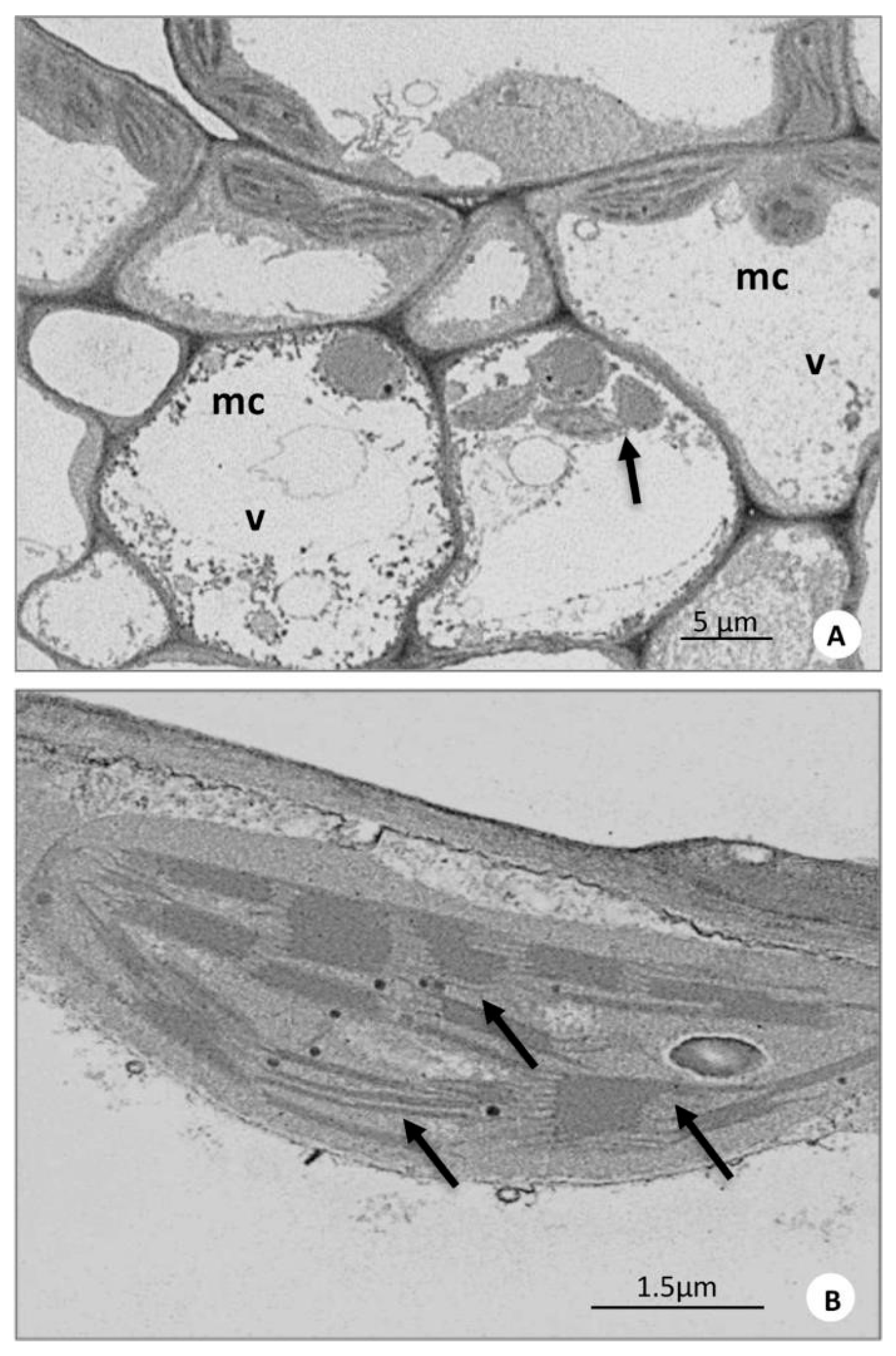 Forests 17 00043 g007