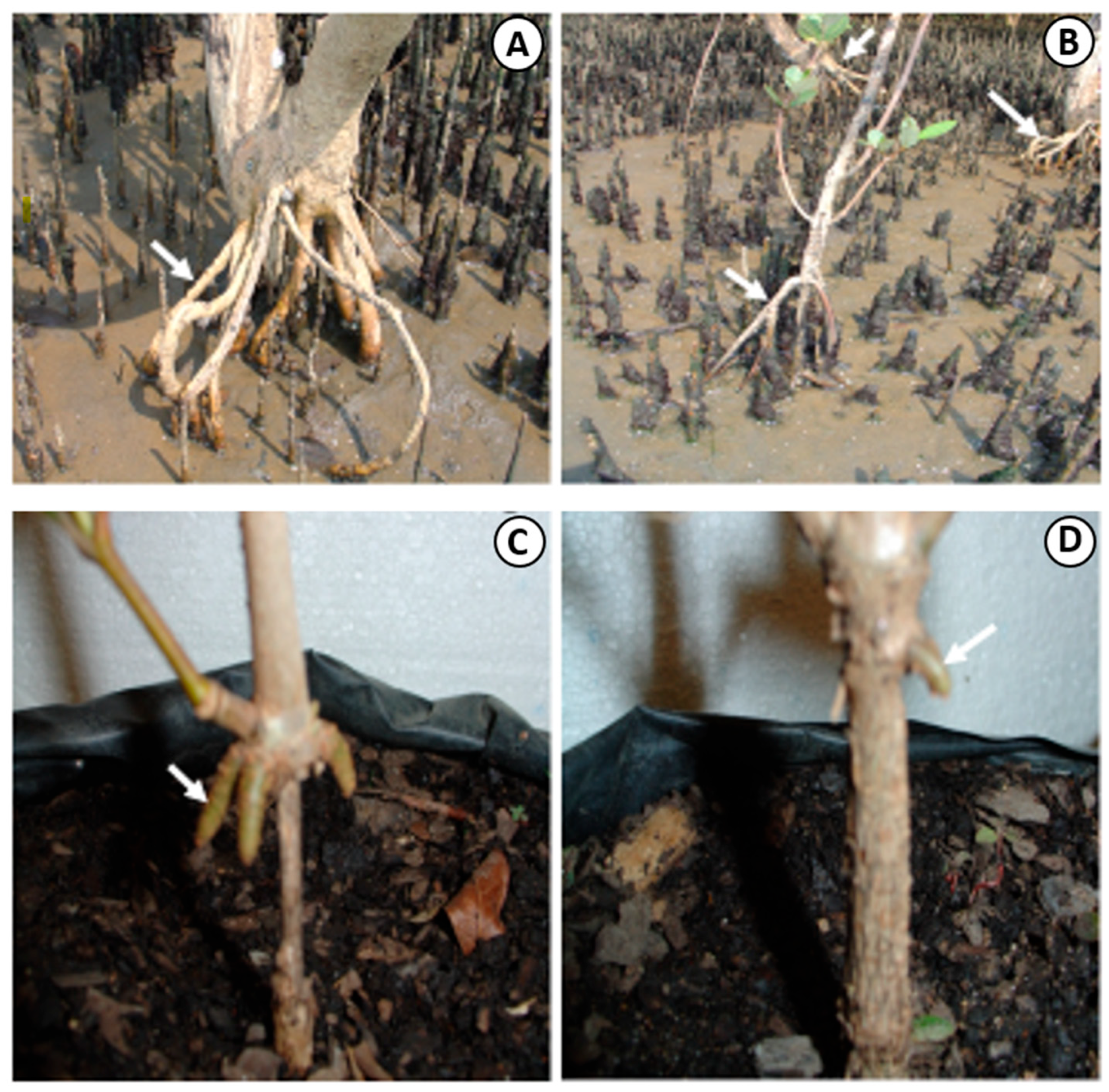 Forests 17 00043 g008