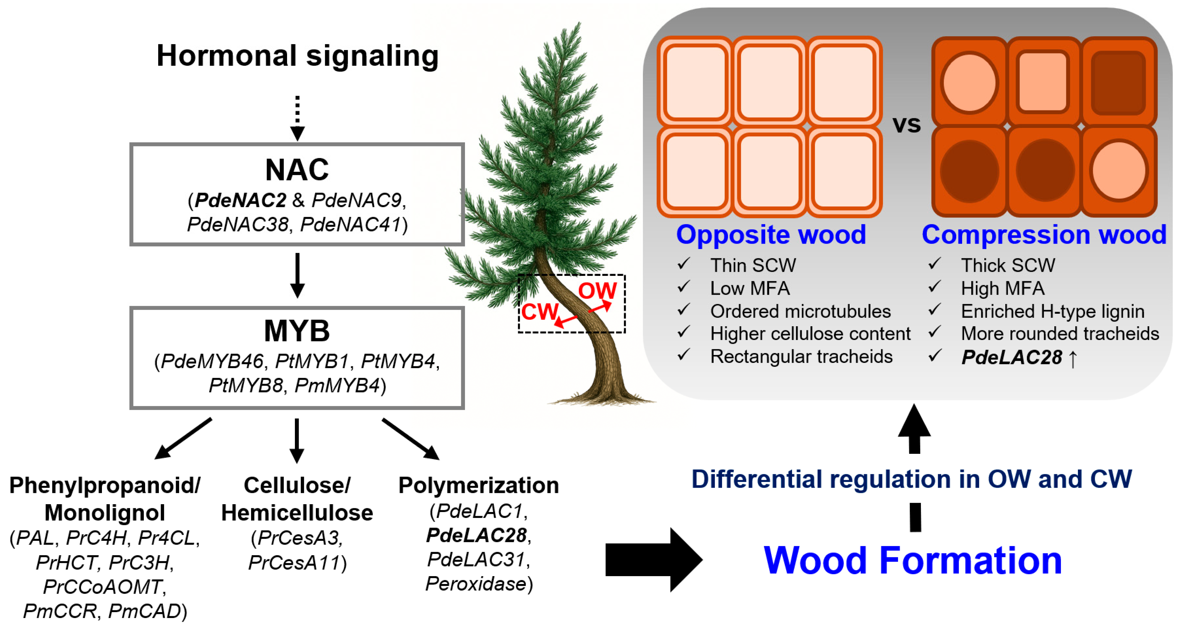 Forests 17 00048 g002